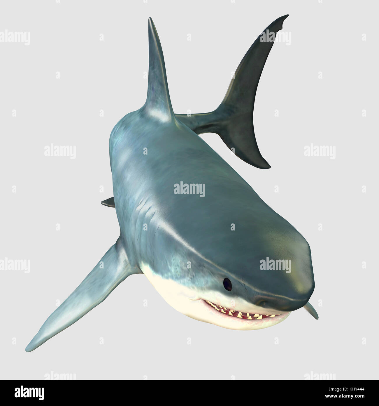 Overview Great White Shark - The Great White Shark is one of the largest predators in the ocean and inhabits temperate and warm coastal seas. Stock Photo