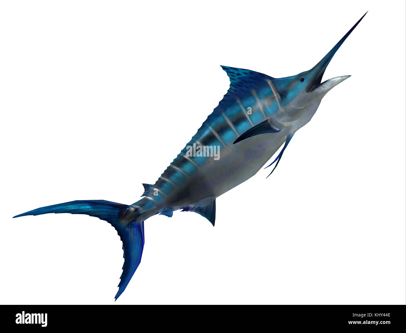 Predator Marlin Fish - The Blue Marlin is a favorite fish of sport fishermen and one of the predators of the Atlantic and Pacific oceans. Stock Photo