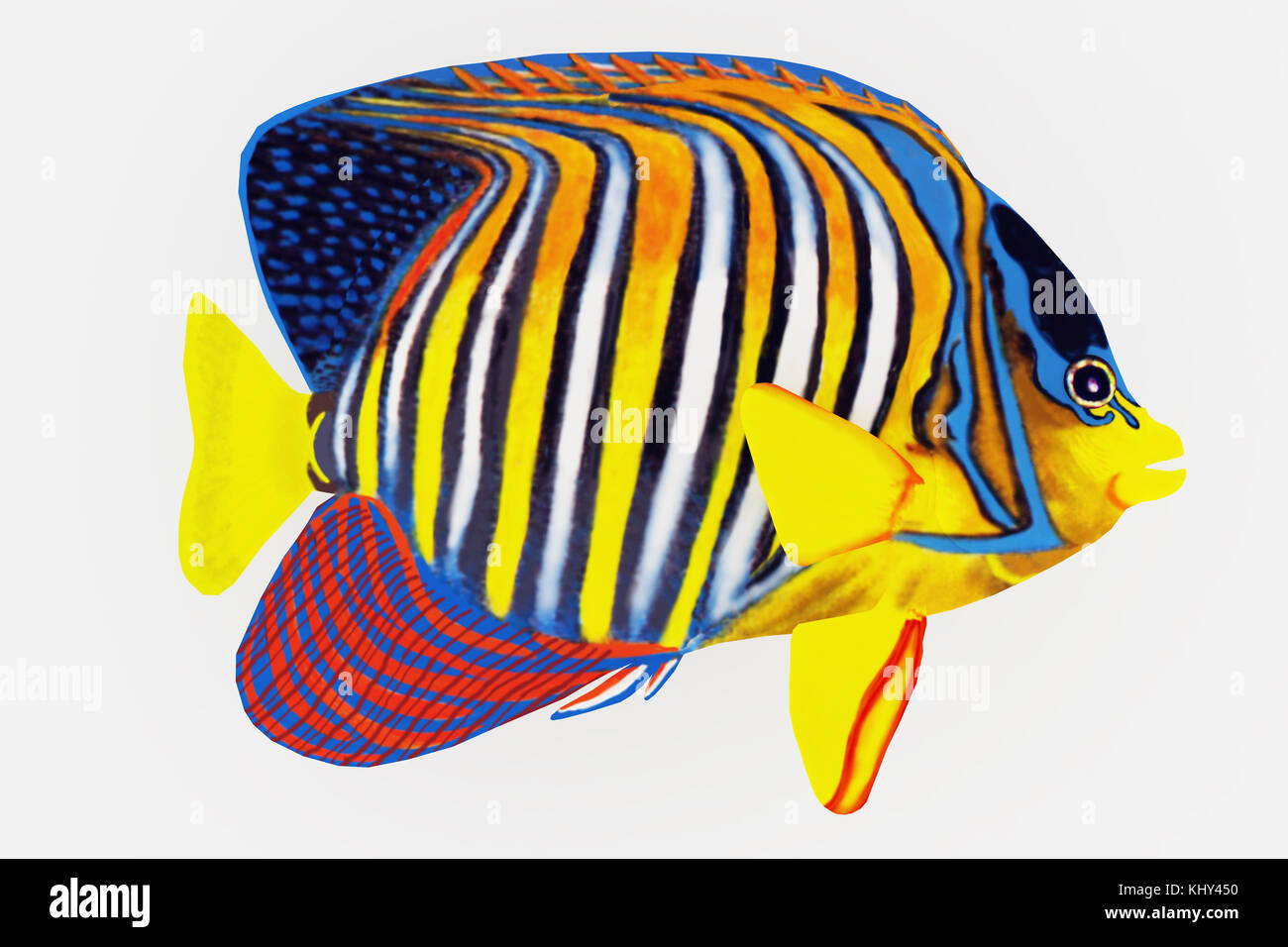 Royal Angelfish - The Royal Angelfish is a saltwater species reef fish in tropical regions of Indo-Pacific oceans. Stock Photo