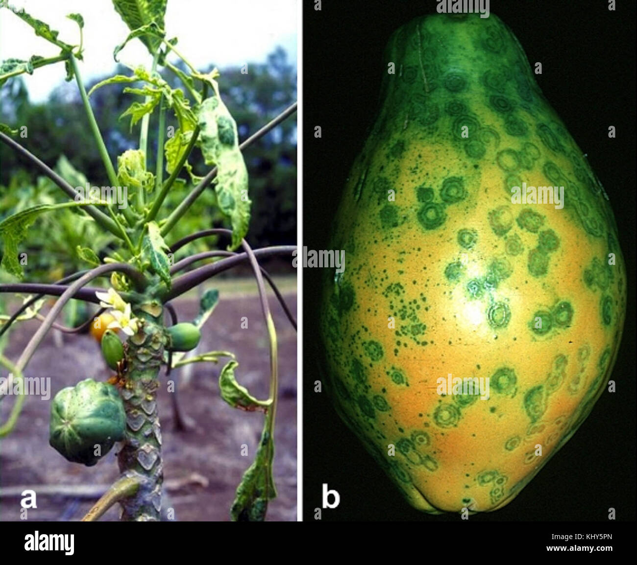 Papaya Ringspot Virus Symptoms Stock Photo Alamy