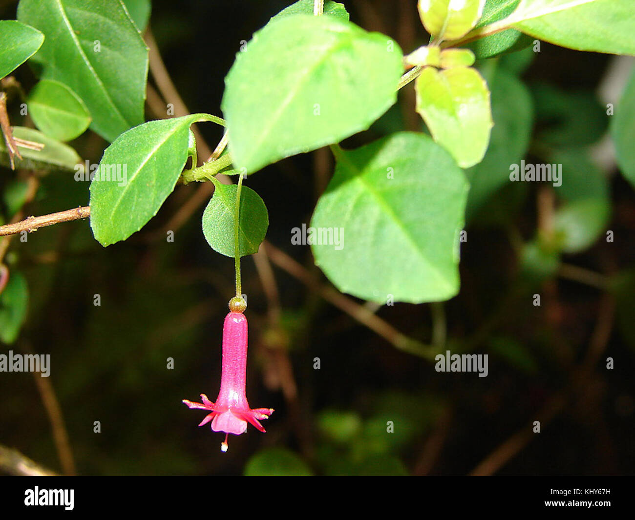 Fuchsia thymifolia subsp. minimiflora Stock Photo