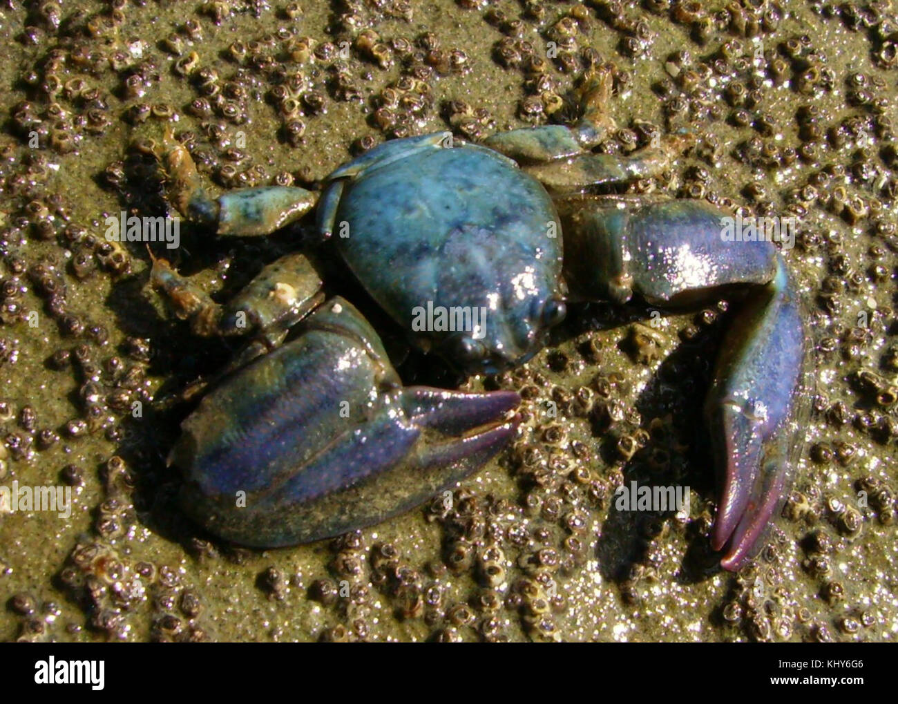 Petrolisthes elongatus (New Zealand half crab) Stock Photo