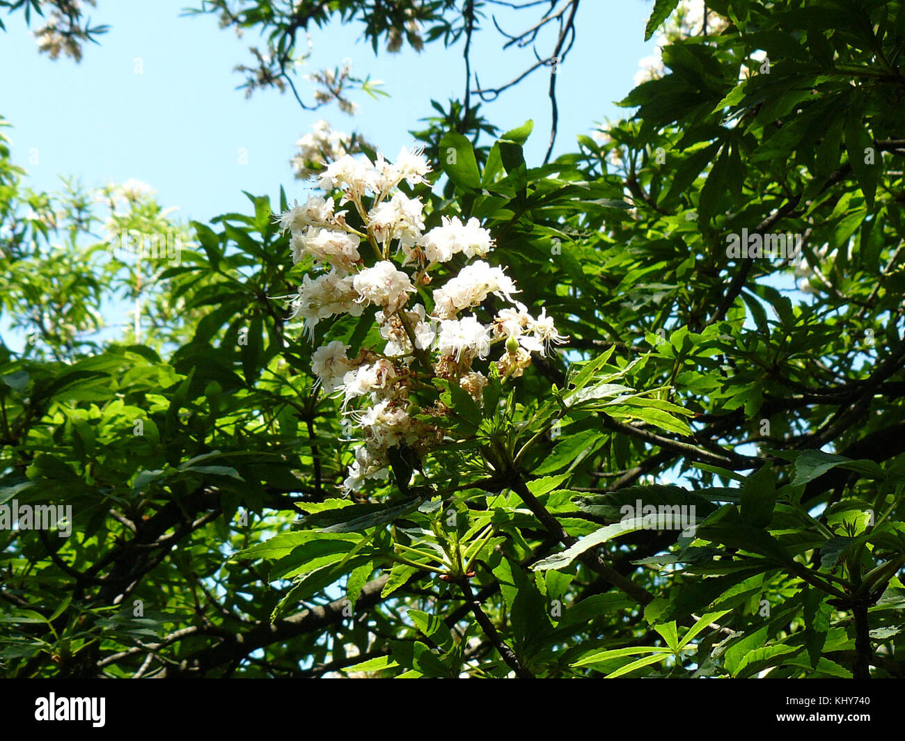 Kasztanowiec Zwyczajny Park Poludniowy Sn Stock Photo 165940768 Alamy