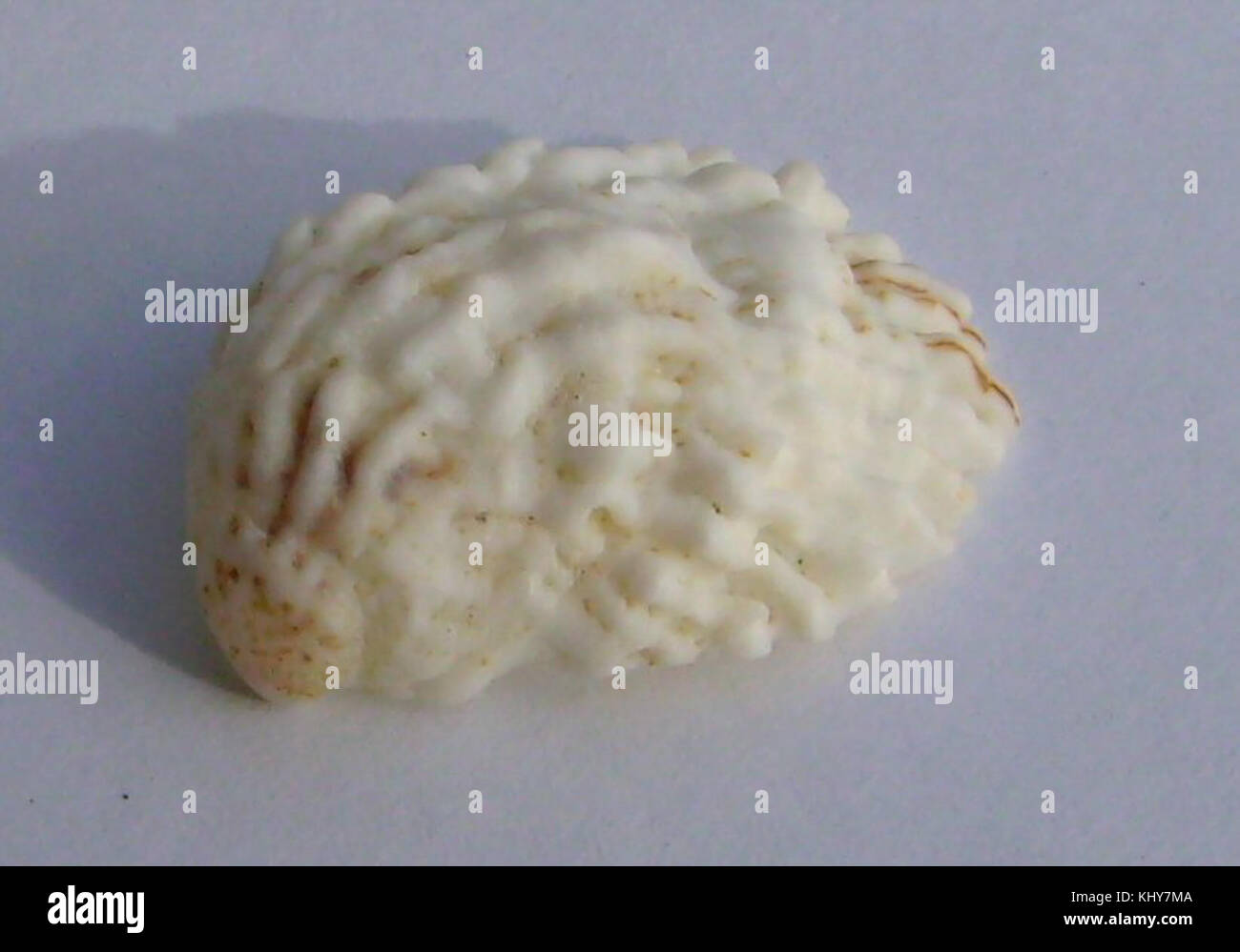 Maoricrypta costata (ribbed slipper shell) Takapuna Stock Photo