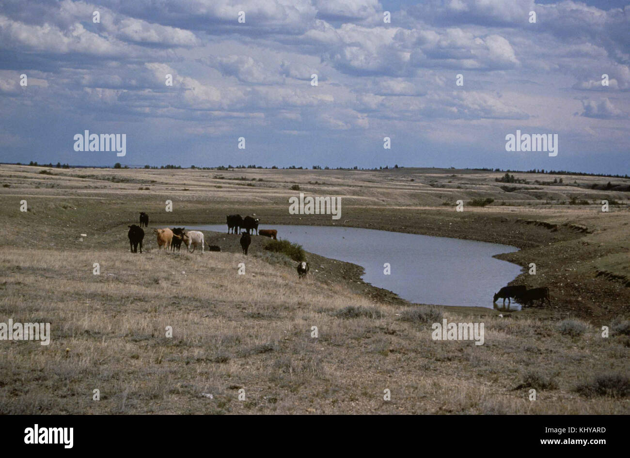 Farm cattle animals at watering hole Stock Photo Alamy