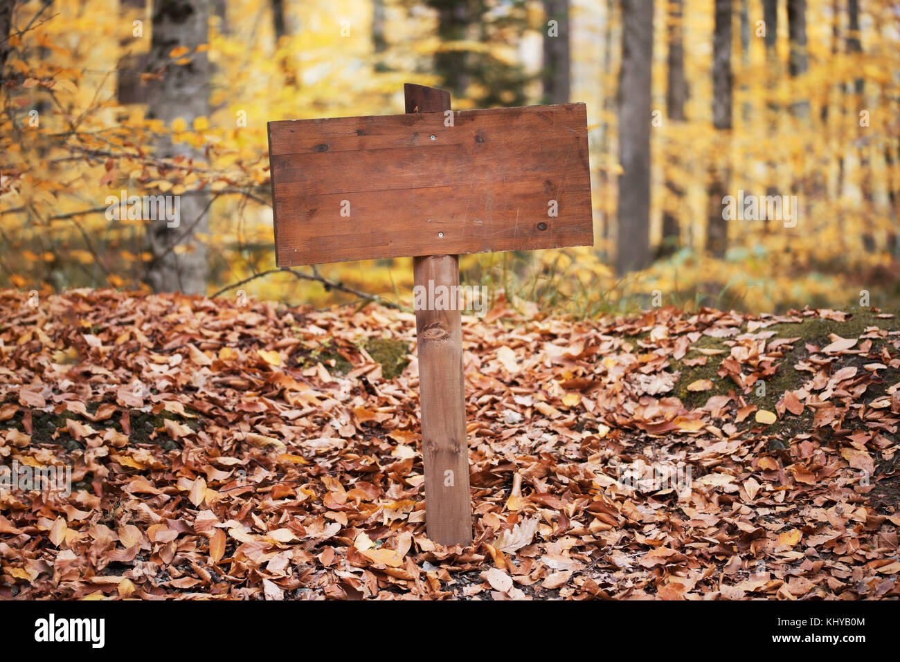Image of empty road sign on the forest Stock Photo - Alamy