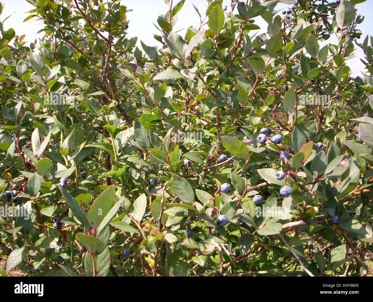 The Blueberry Patch Stock Photo - Alamy