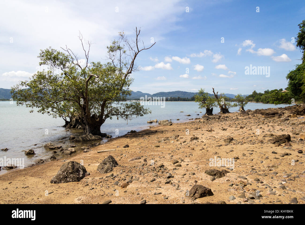 Mangrove tree, Chalong Bay, Phuket, Thailand Stock Photo - Alamy