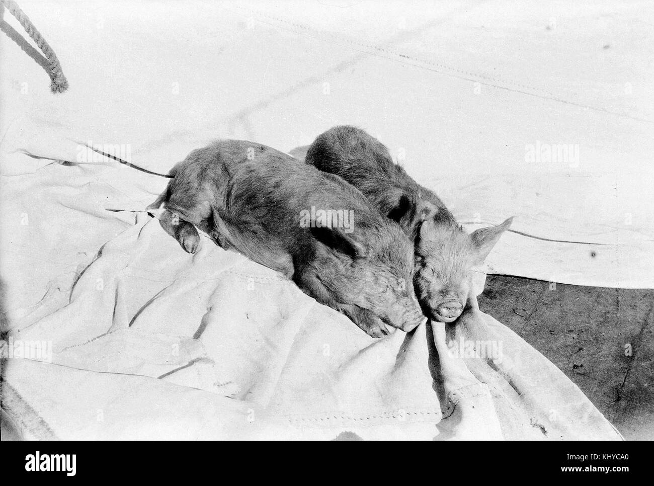 Grace Harwar (ship, ) Piglets on board Stock Photo Alamy