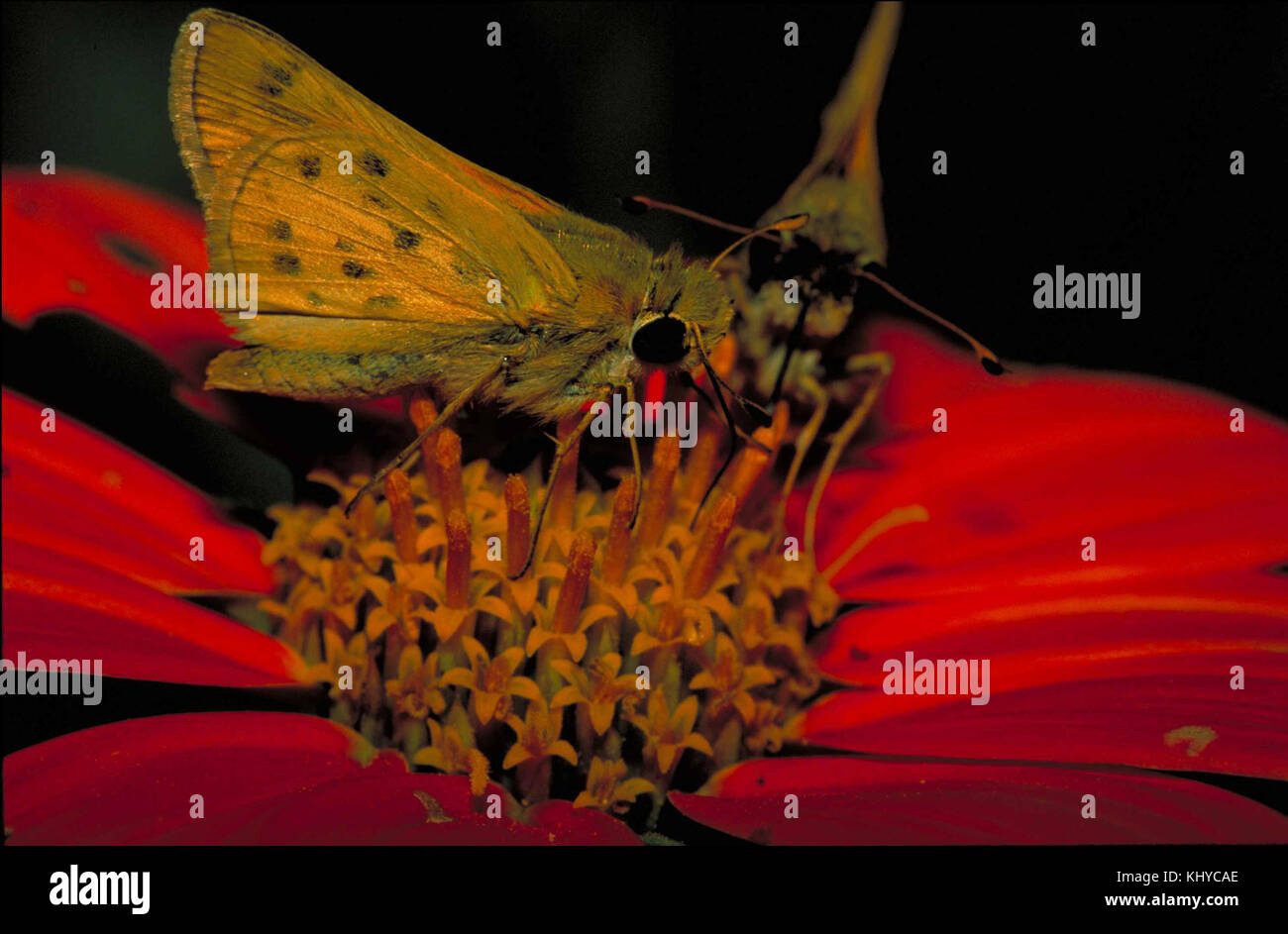 Fiery skipper butterfly macro insect photo Stock Photo - Alamy