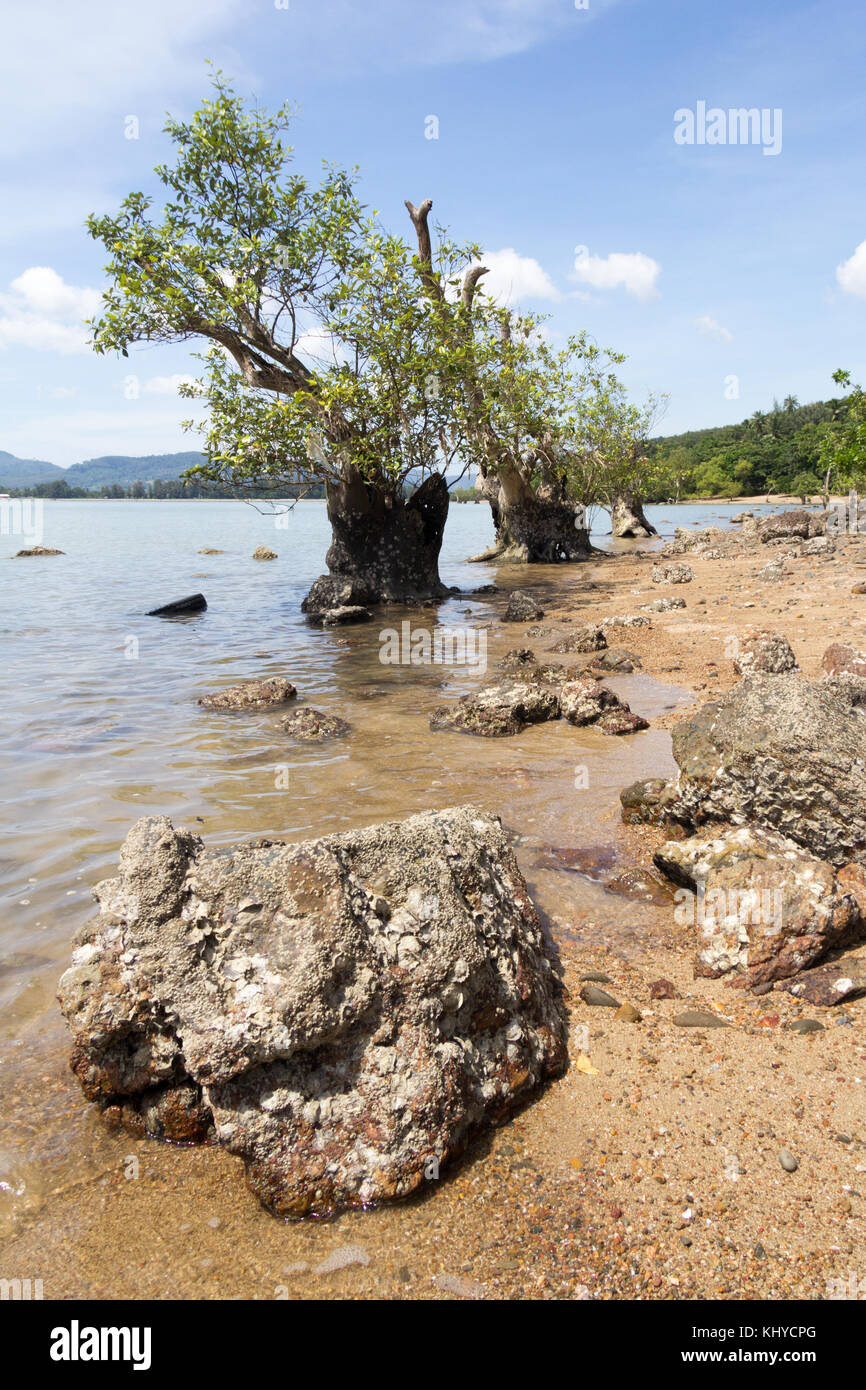 Mangrove tree, Chalong Bay, Phuket, Thailand Stock Photo - Alamy