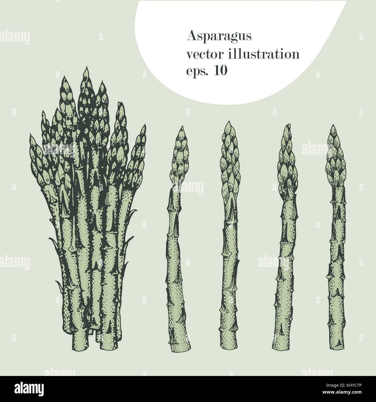 Asparagus hand drawn vector illustration. Isolated Vegetable engraved