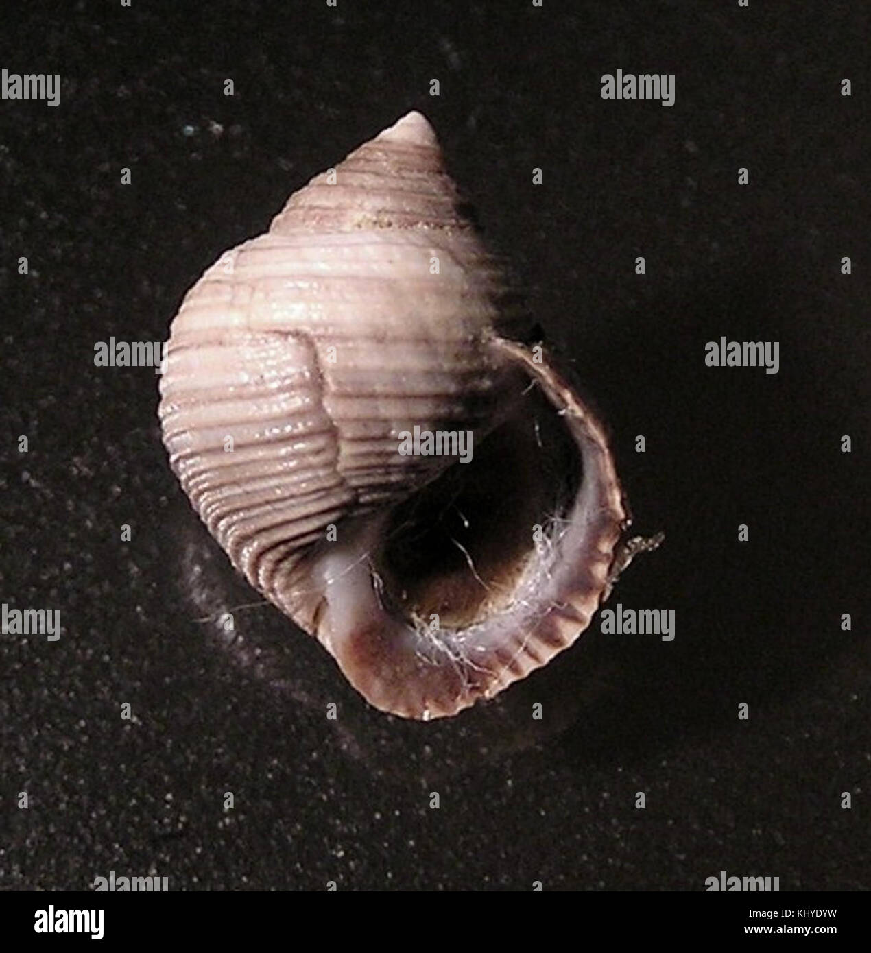 Littorina saxatilis 002 Stock Photo Alamy