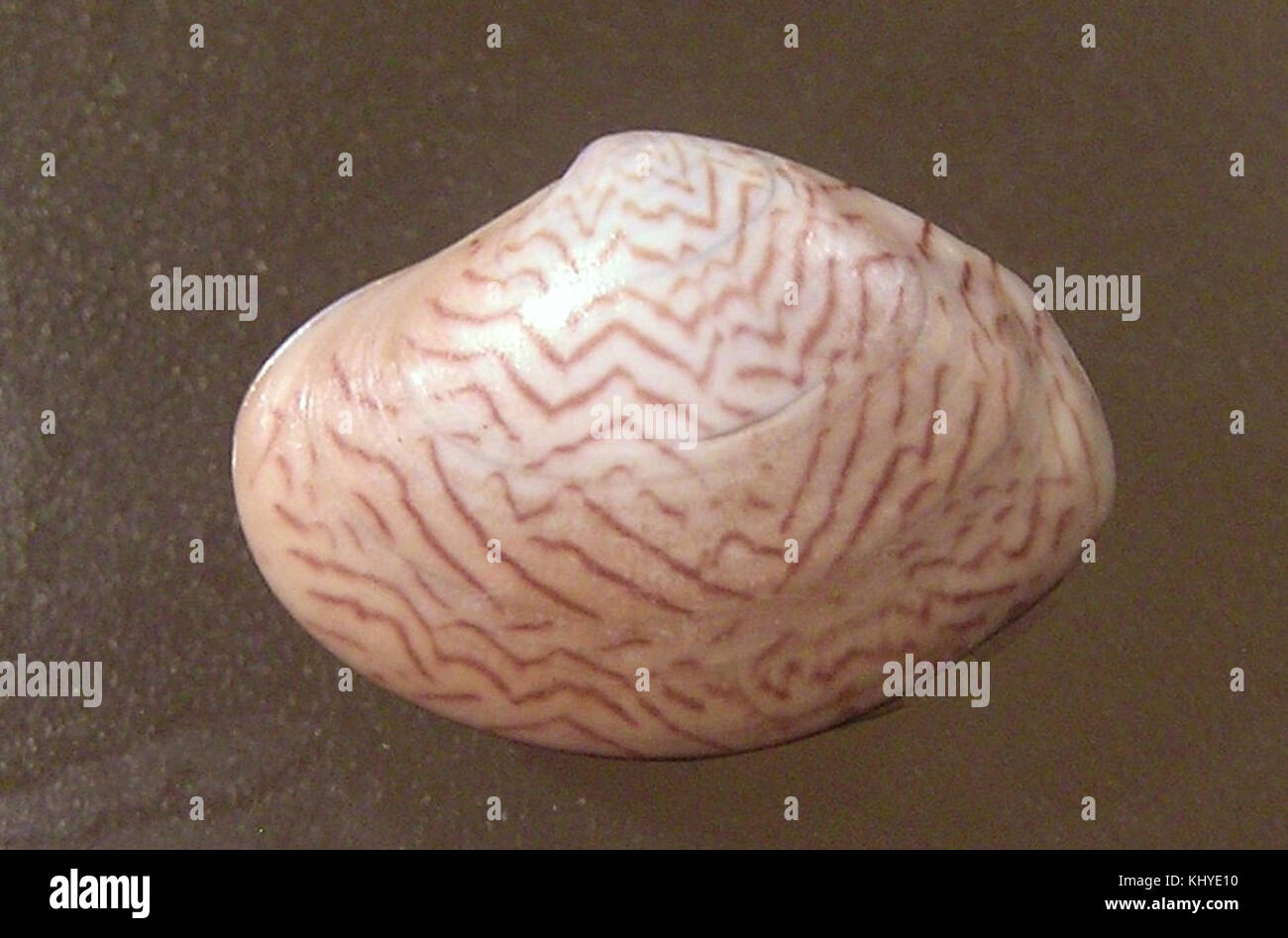 Sunetta Scripta Sunetta meroe hi-res stock photography and images - Alamy