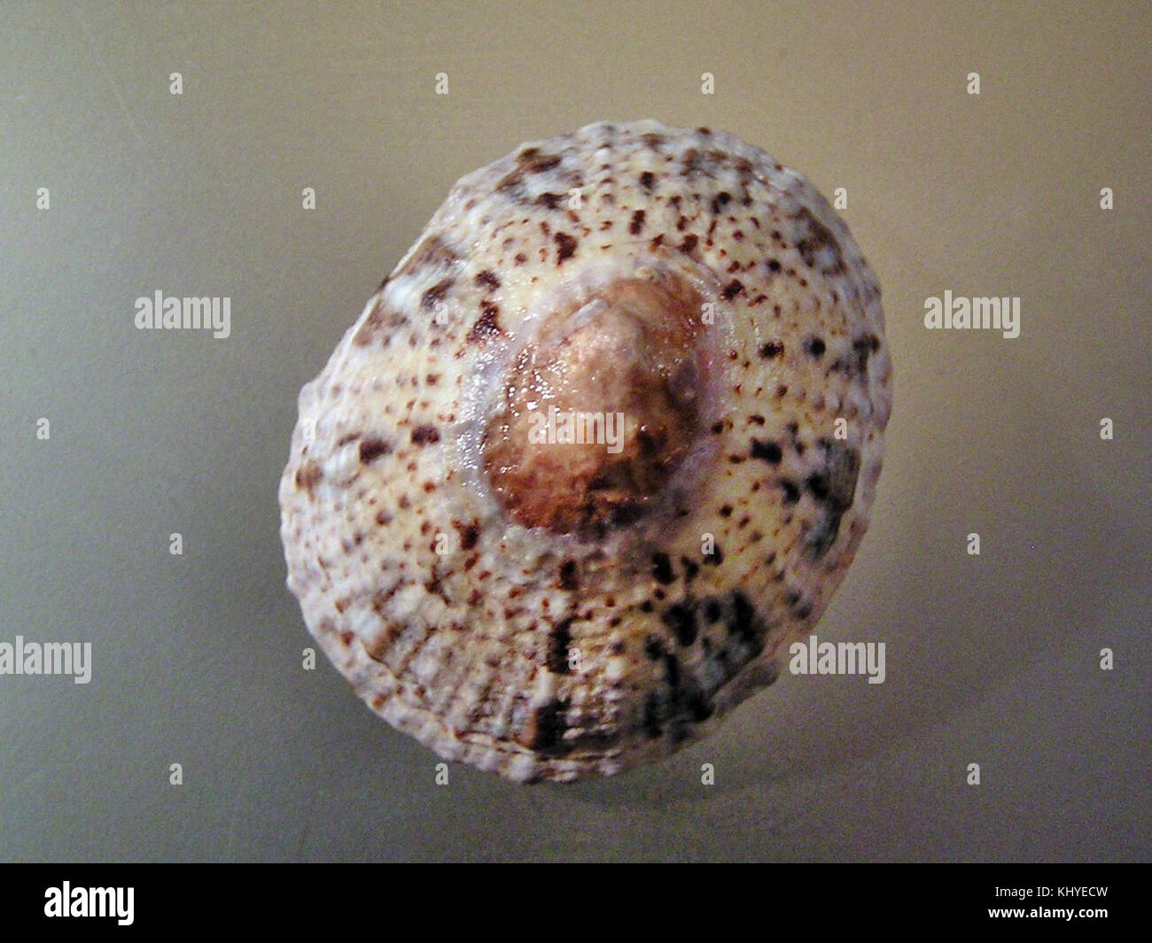 Lottia dorsuosa 002 Stock Photo - Alamy