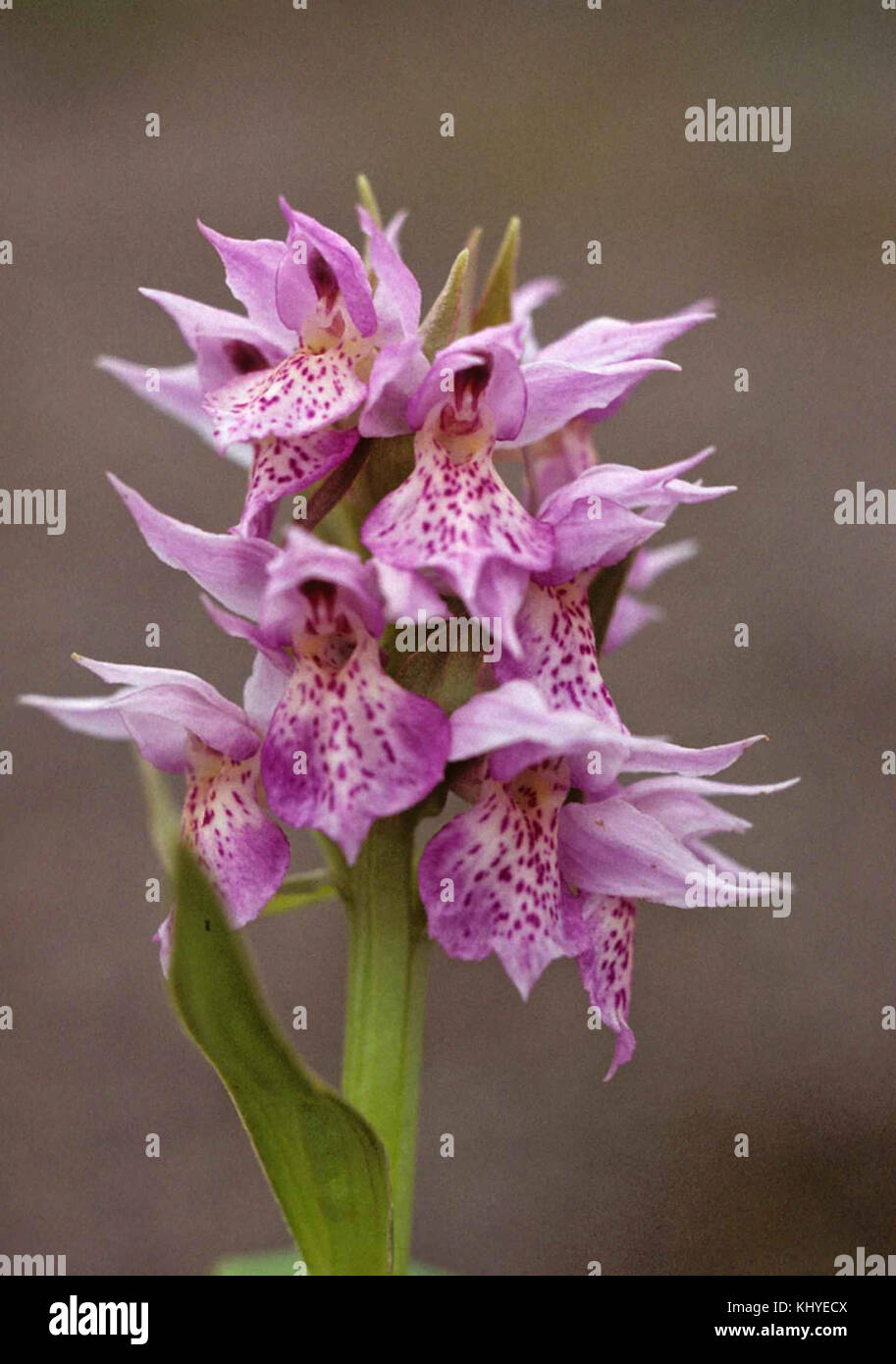 Fishers orchid plant dactylorhiza aristata Stock Photo