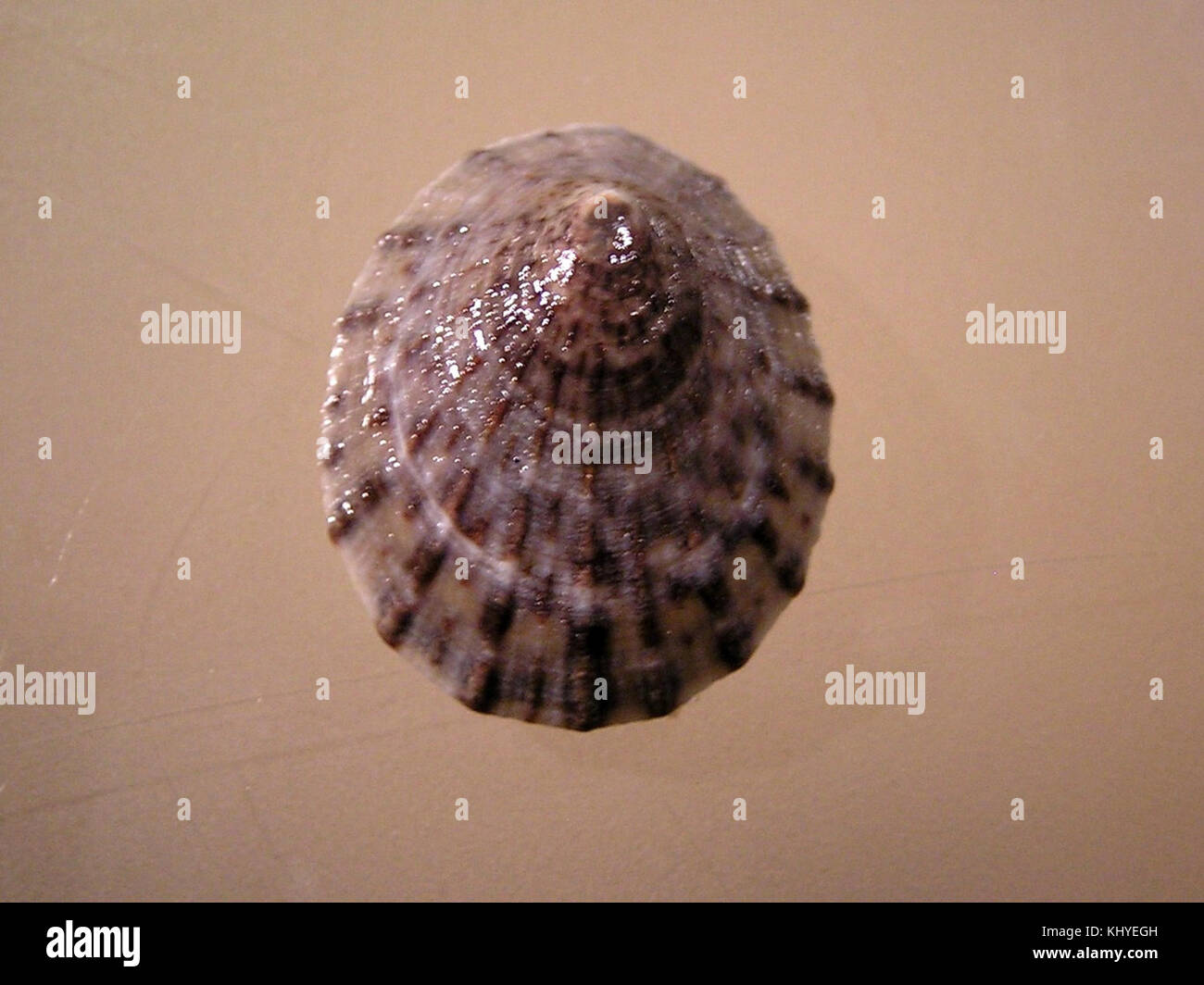 Cellana Shell Cellana High Resolution Stock Photography and Images - Alamy