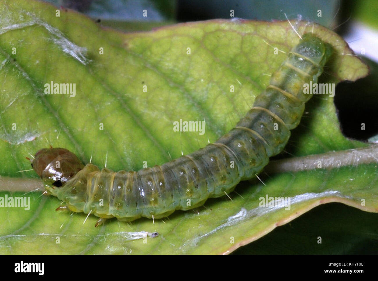 Cacoecimorpha pronubana larva Stock Photo