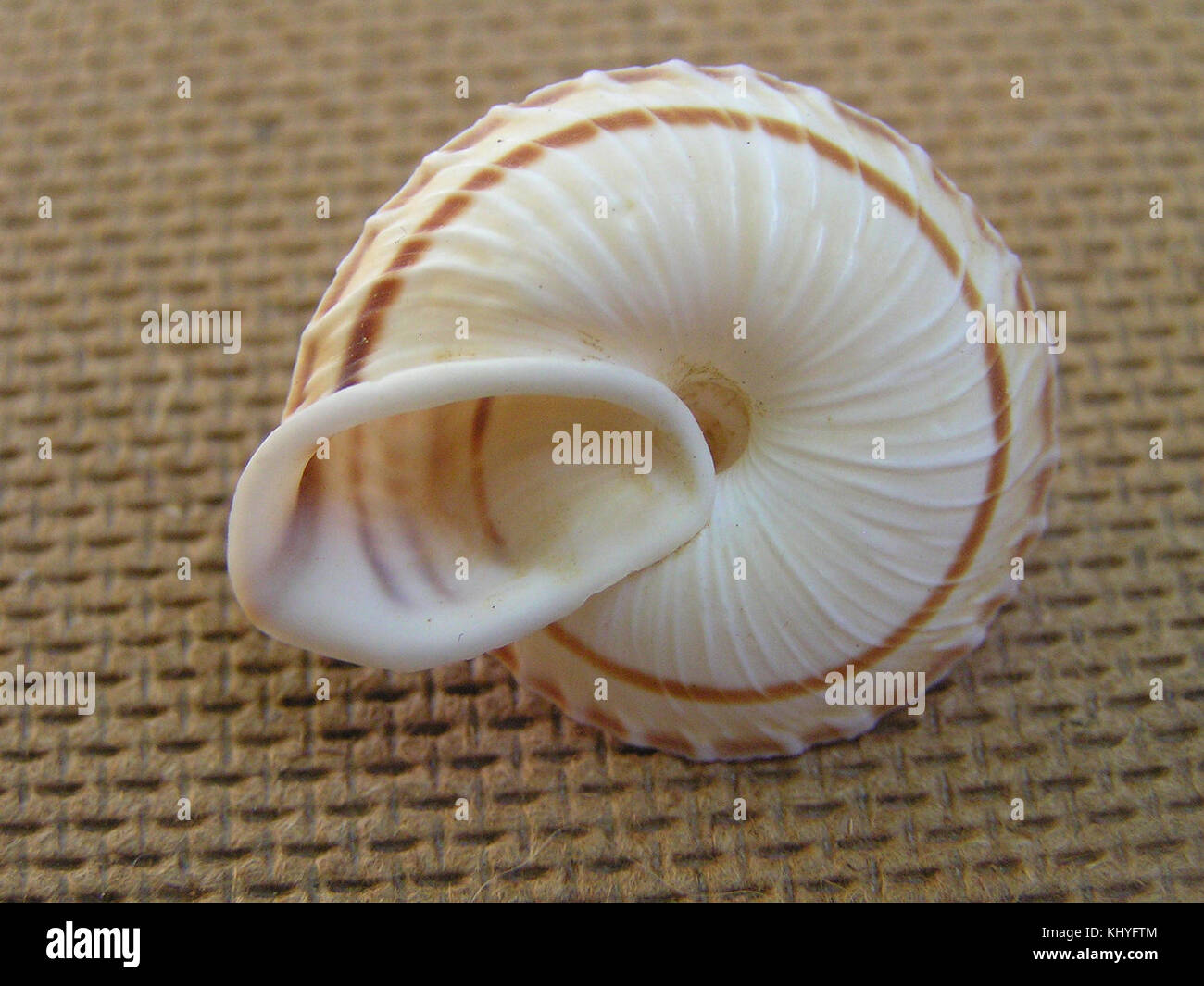 Obba rota 001 Stock Photo - Alamy