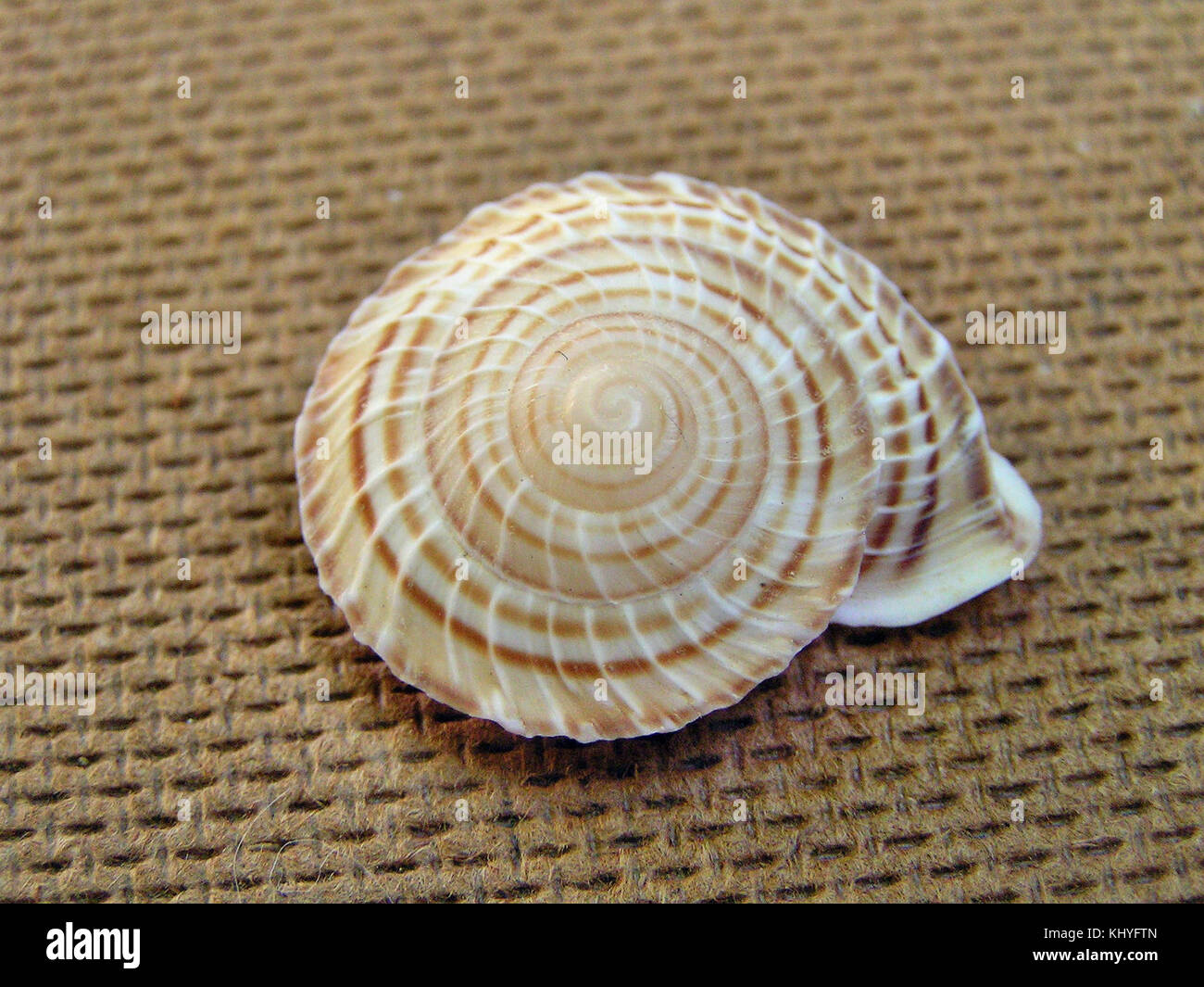 Obba rota 002 Stock Photo - Alamy