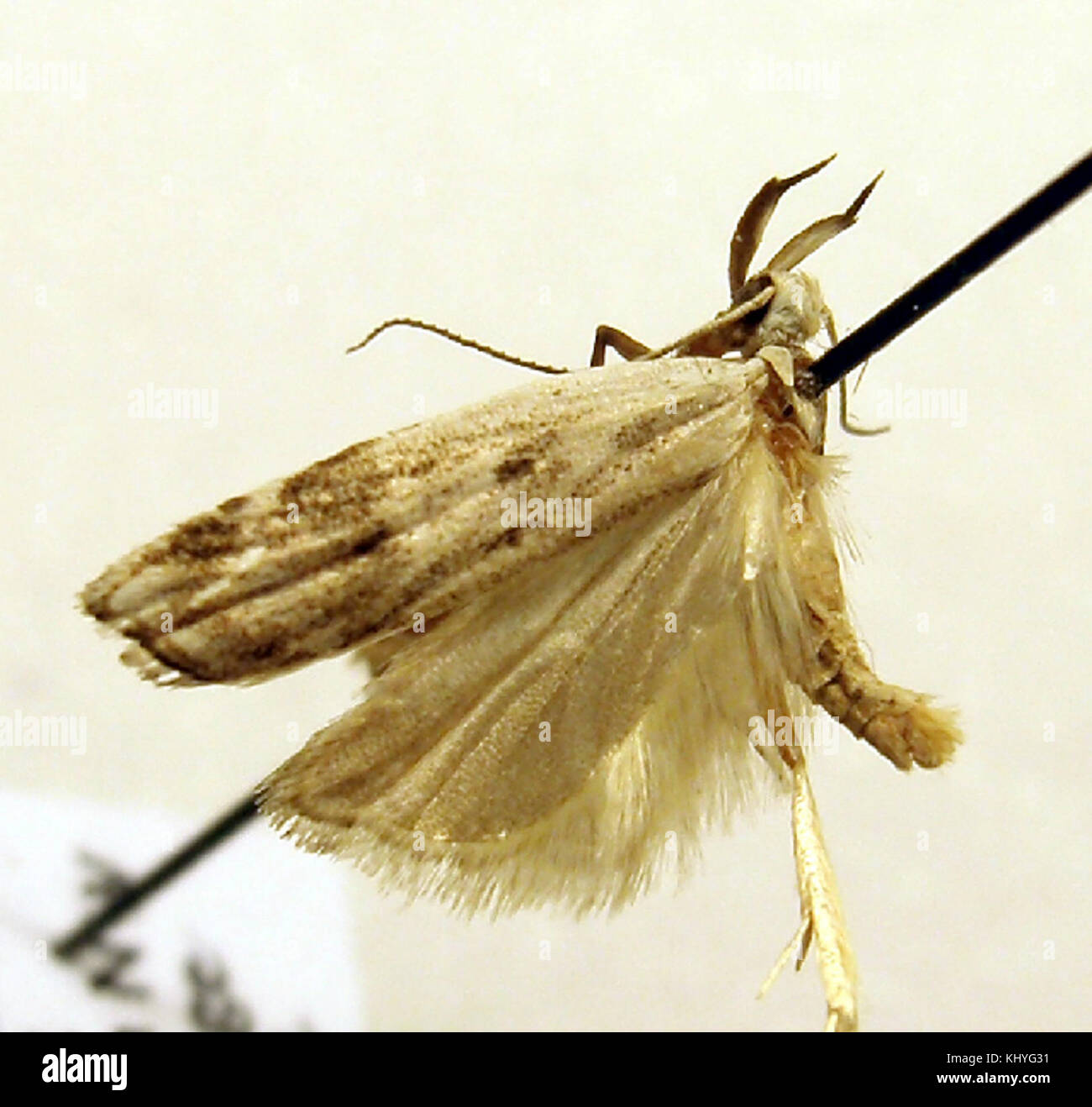 Dichomeris rasilella Stock Photo