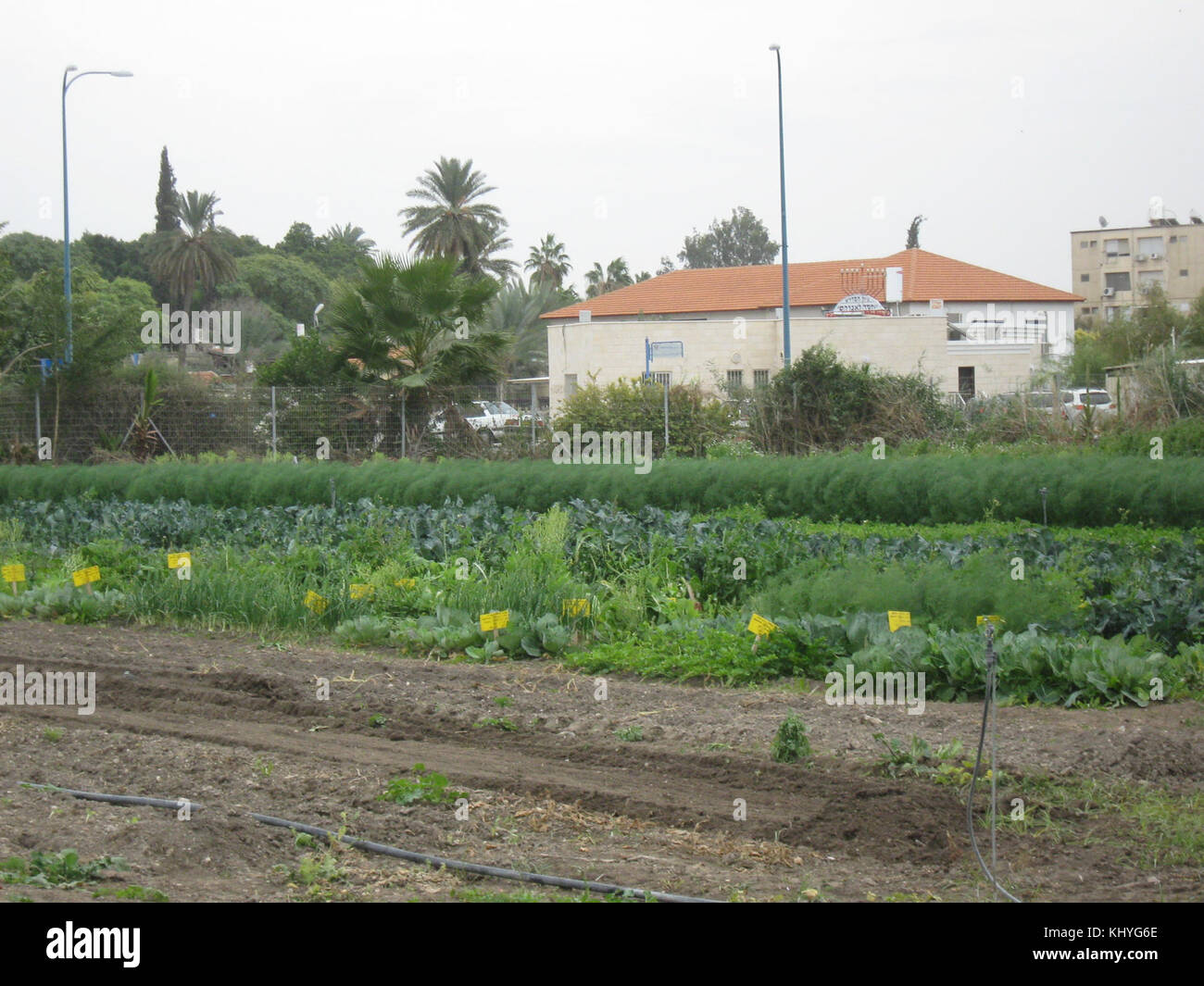 Israel 11144 Field Vegetables Stock Photo