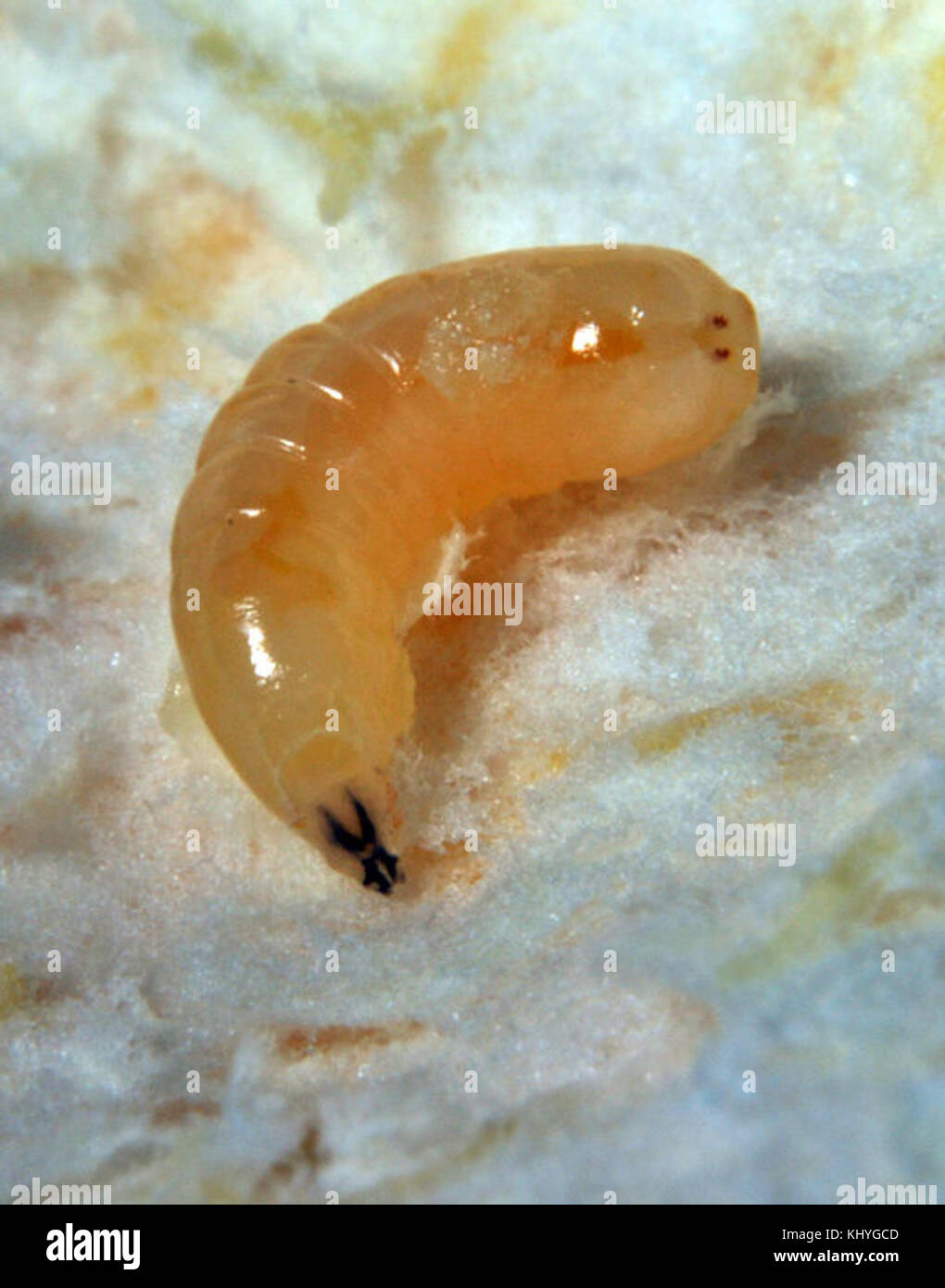 Ceratitis capitata larva Stock Photo
