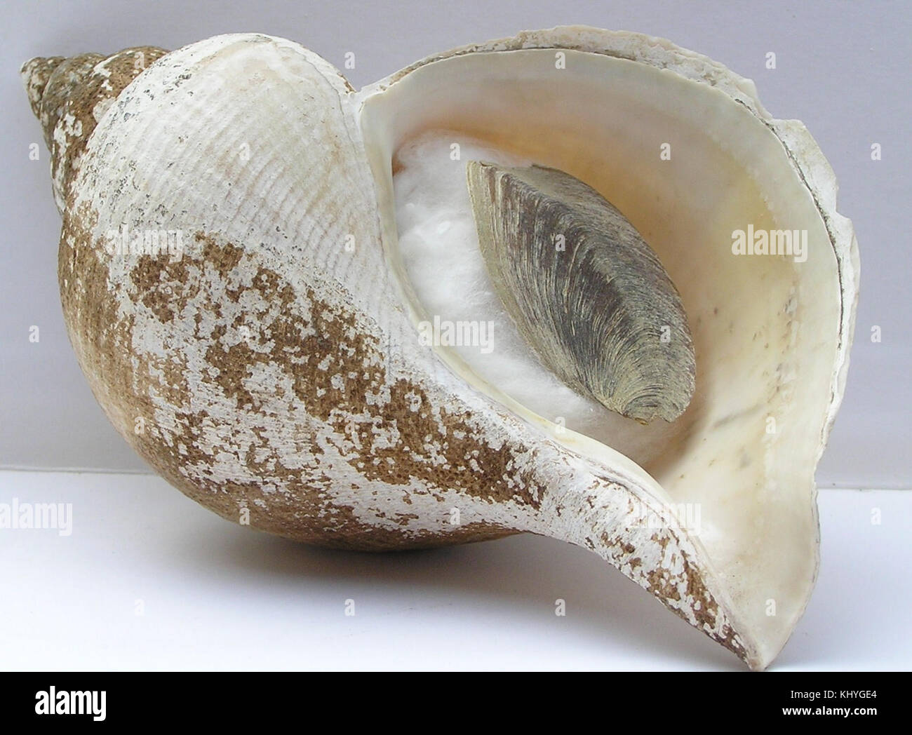 Neptunea Constricta 001 Stock Photo - Alamy