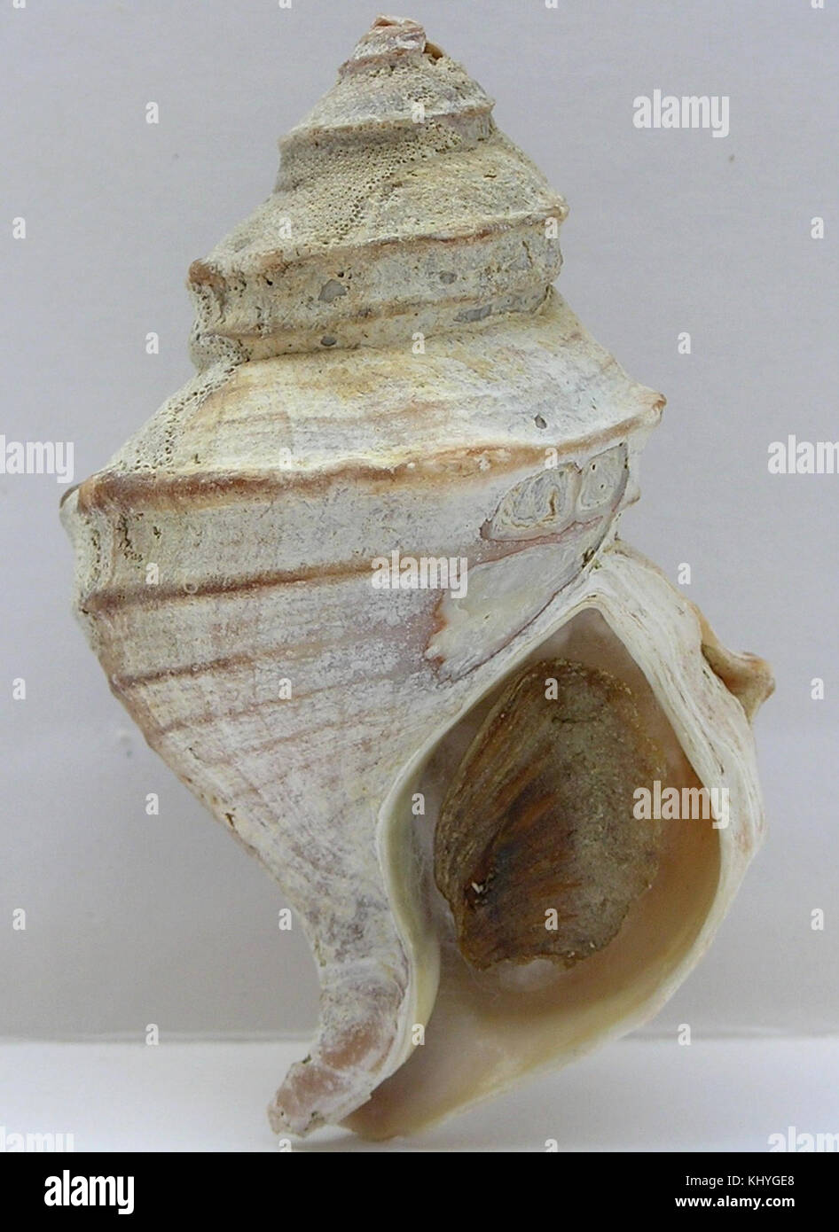 Neptunea communis 002 Stock Photo - Alamy