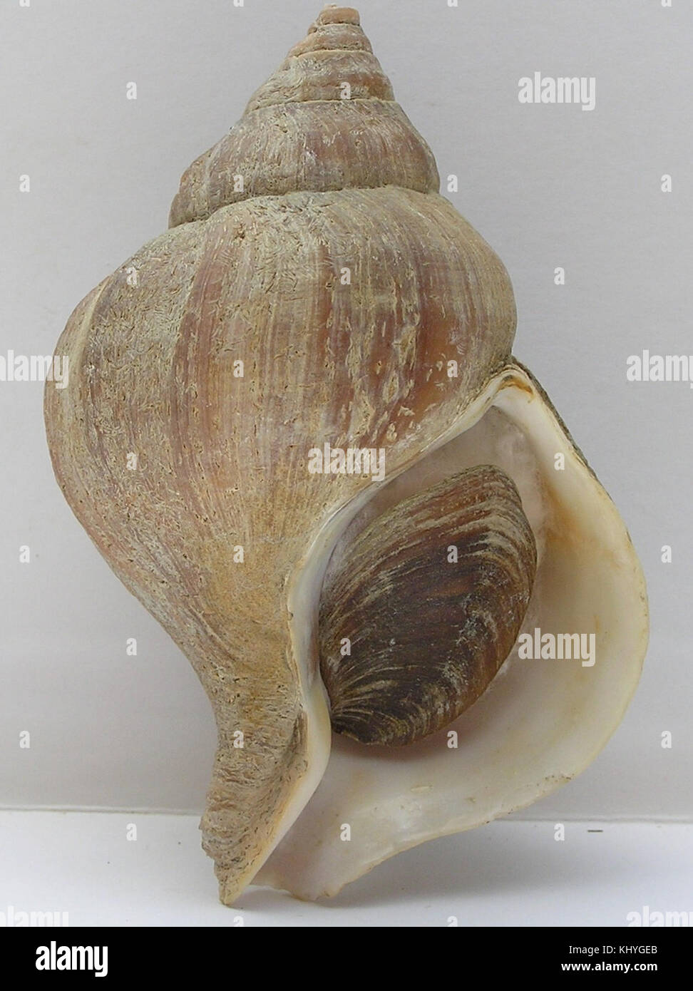 Neptunea beringiana 003 Stock Photo - Alamy