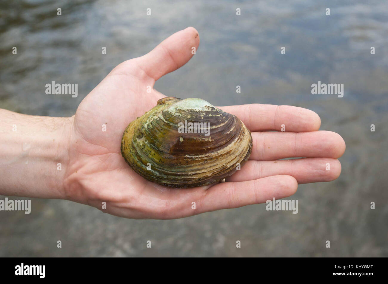 Freshwater mussel genus lampsilis Stock Photo Alamy