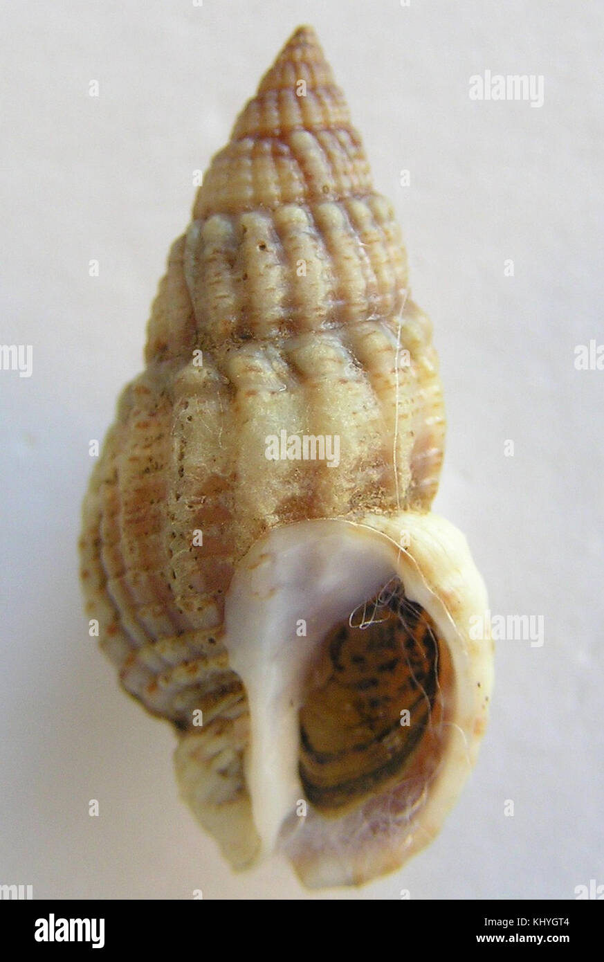 Nassarius mendicus 002 Stock Photo