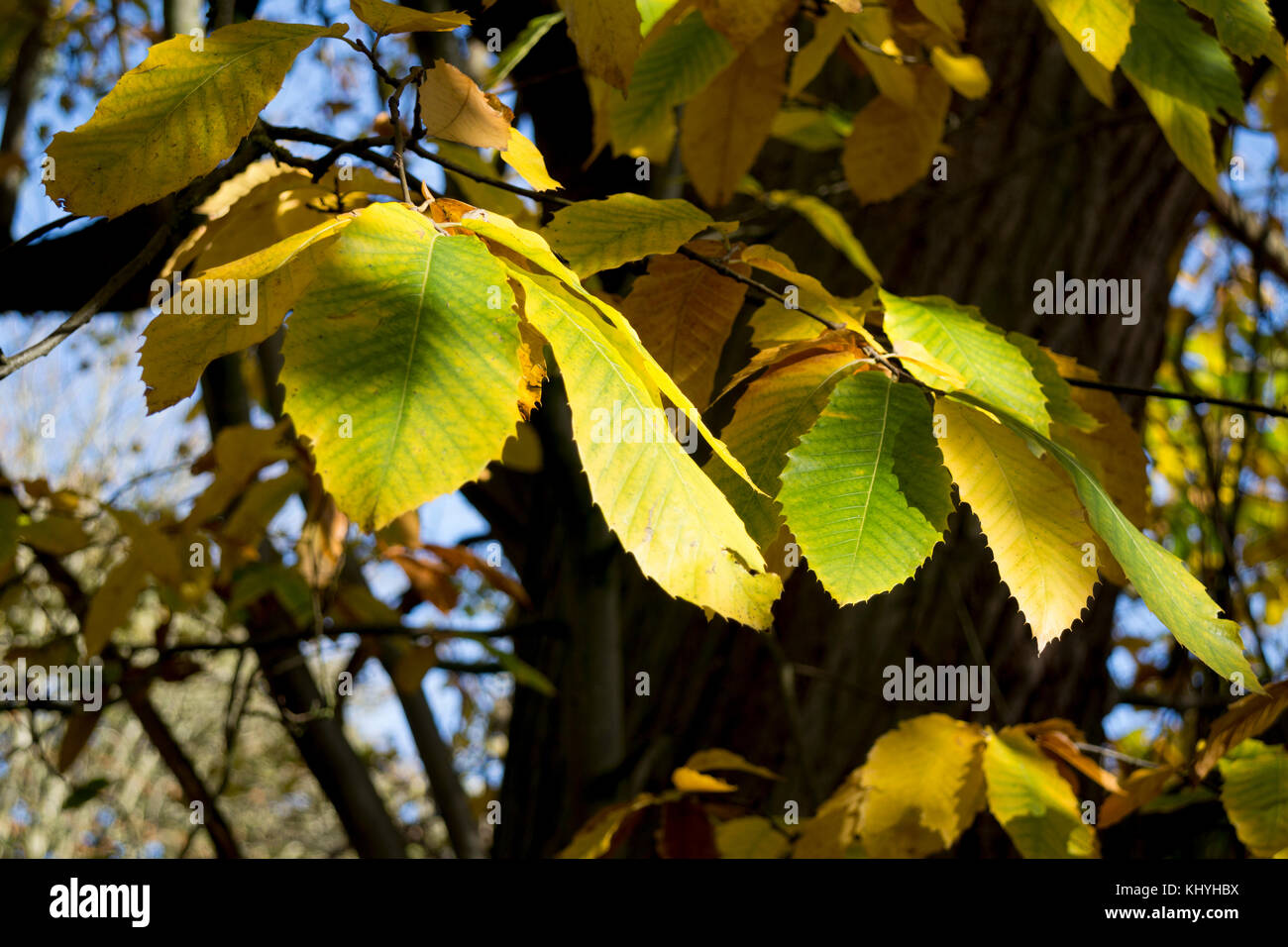 Sweet Chestnut tree (Castanea sativa) in autumn, UK Stock Photo