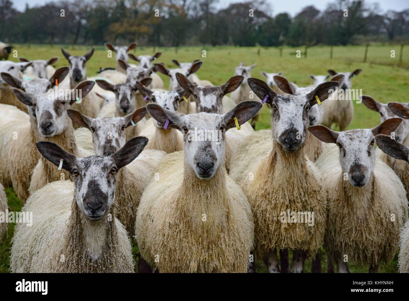 Chipping, Lancashire. 21st November, 2017. Wet sheep near Chipping, Preston, Lancashire after a night of heavy rain with more forecast. Credit: John Eveson/Alamy Live News Stock Photo