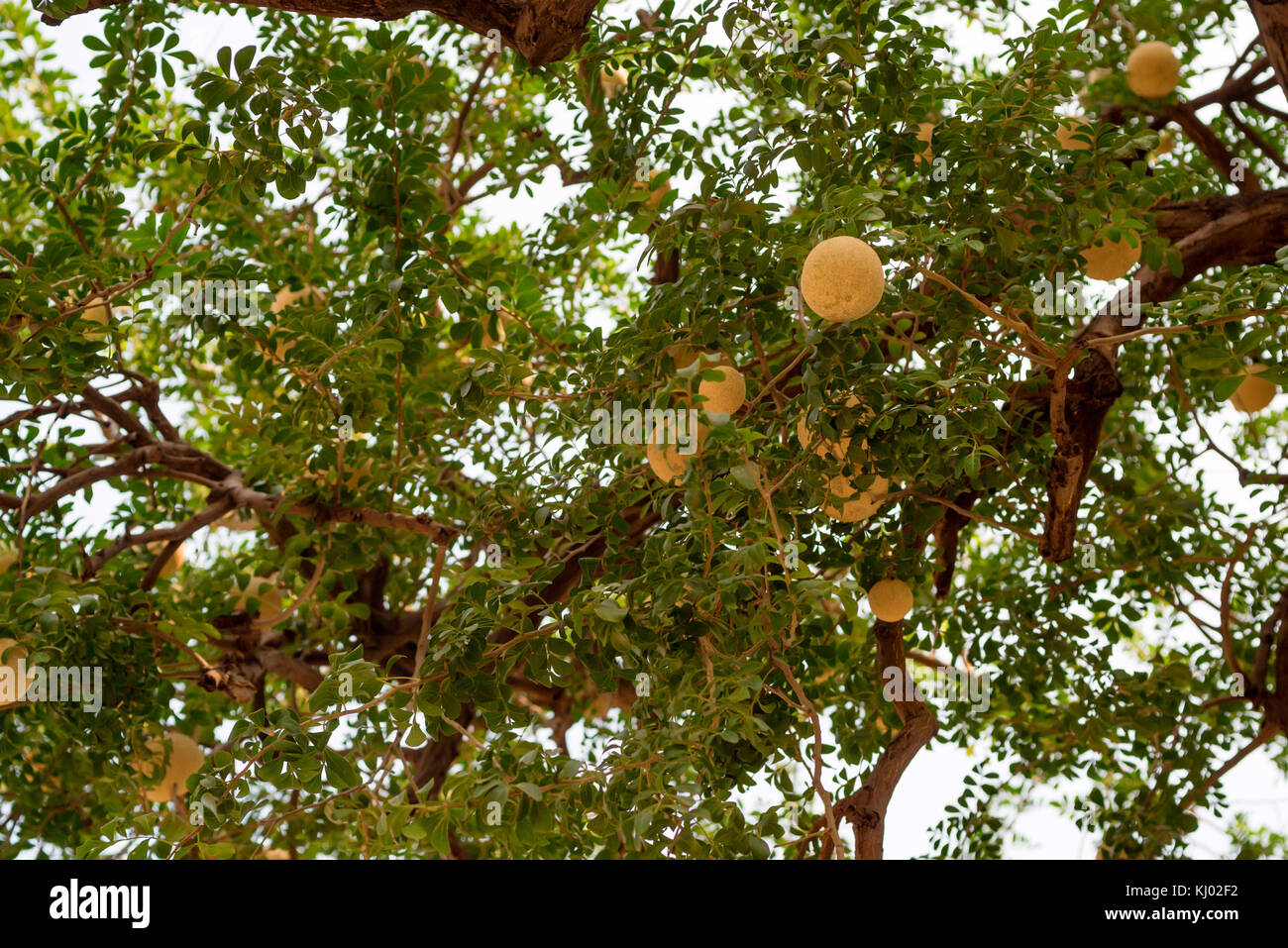 Limonia acidissima or wood-apple tree Stock Photo