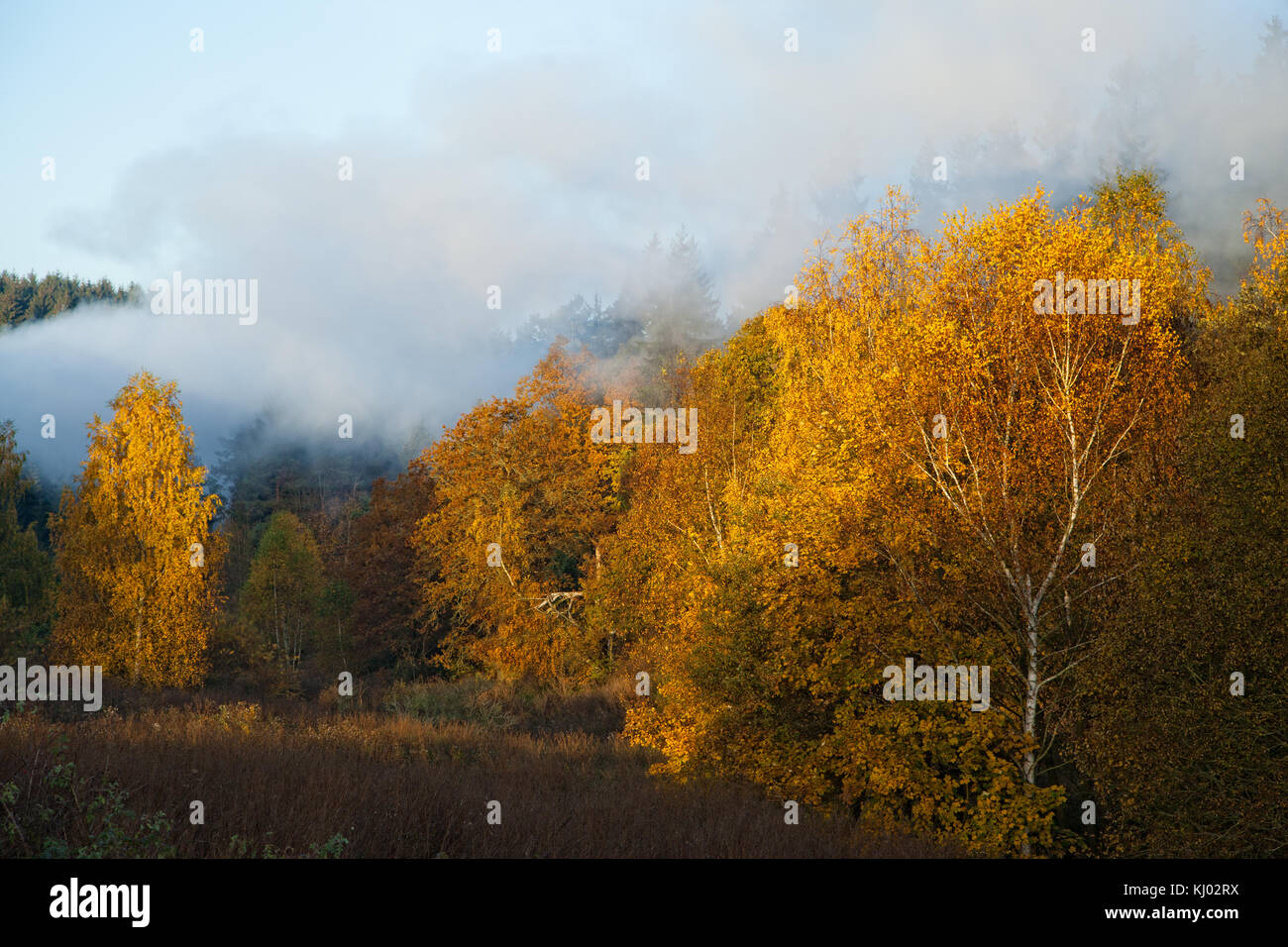 Wald im indian Summer / Harz Stock Photo