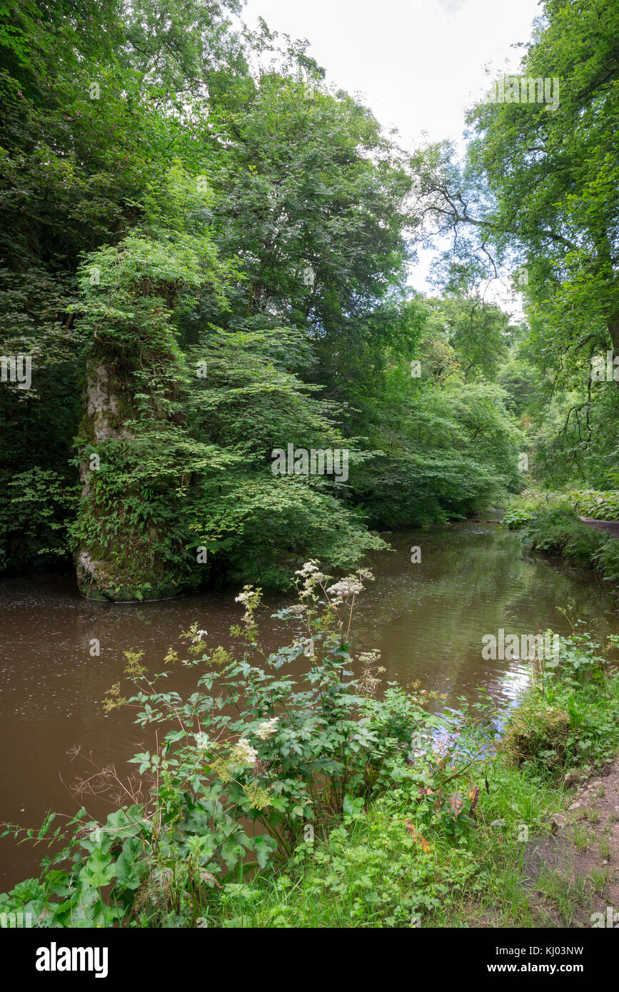 Lush greenery in Beresford Dale near Hartington, Peak District, England. Stock Photo