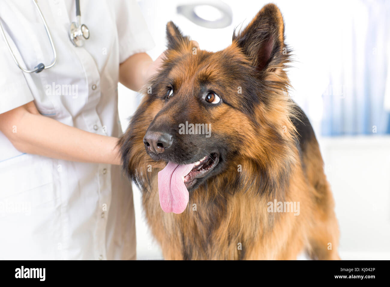 Sad dog and vet doc Stock Photo