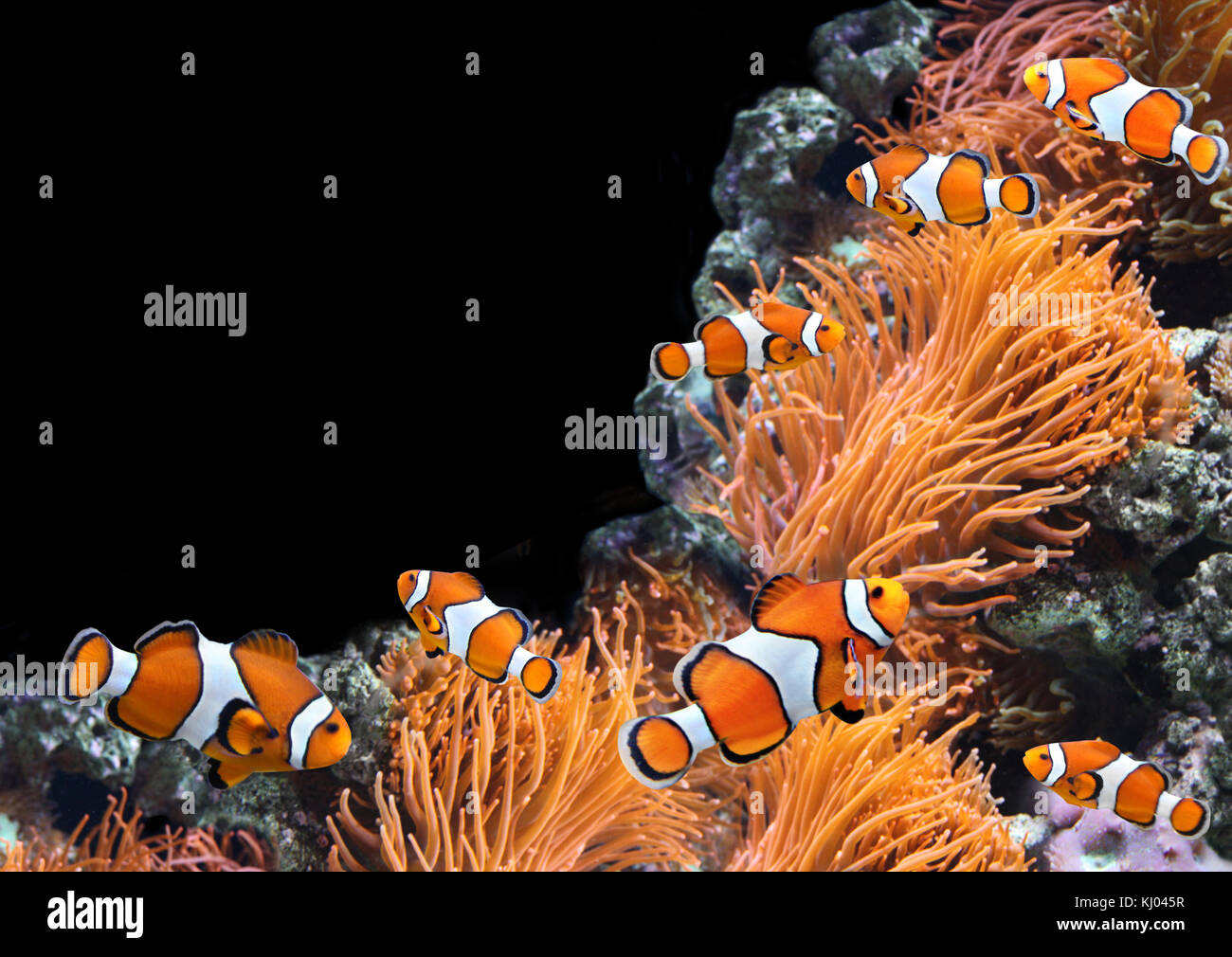 Sea anemone and clown fish in marine aquarium. Isolated on black background. Copy space for your text Stock Photo