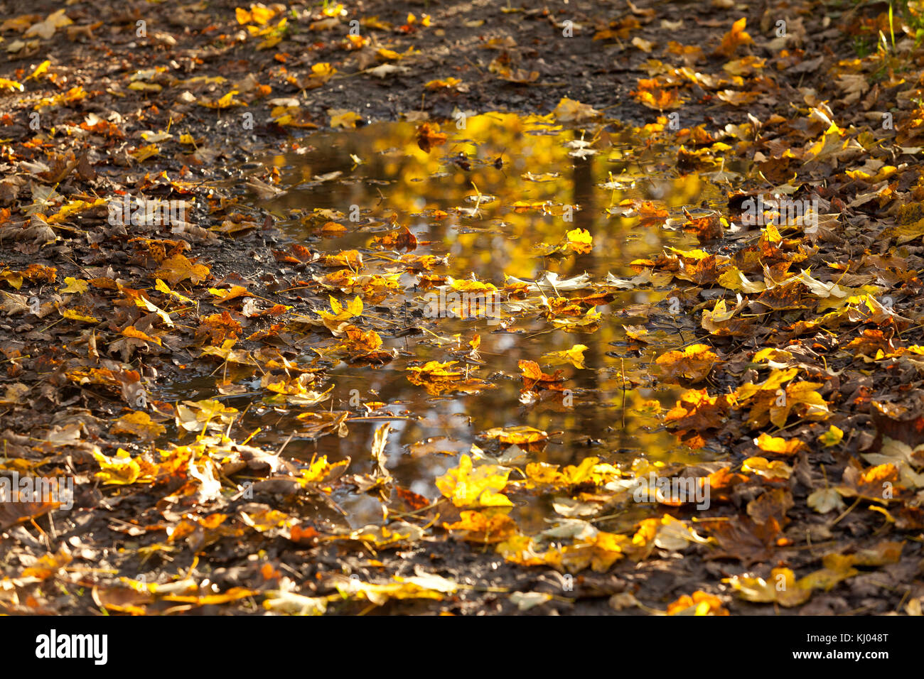 Pfütze mit bunten Herbstlaub Stock Photo
