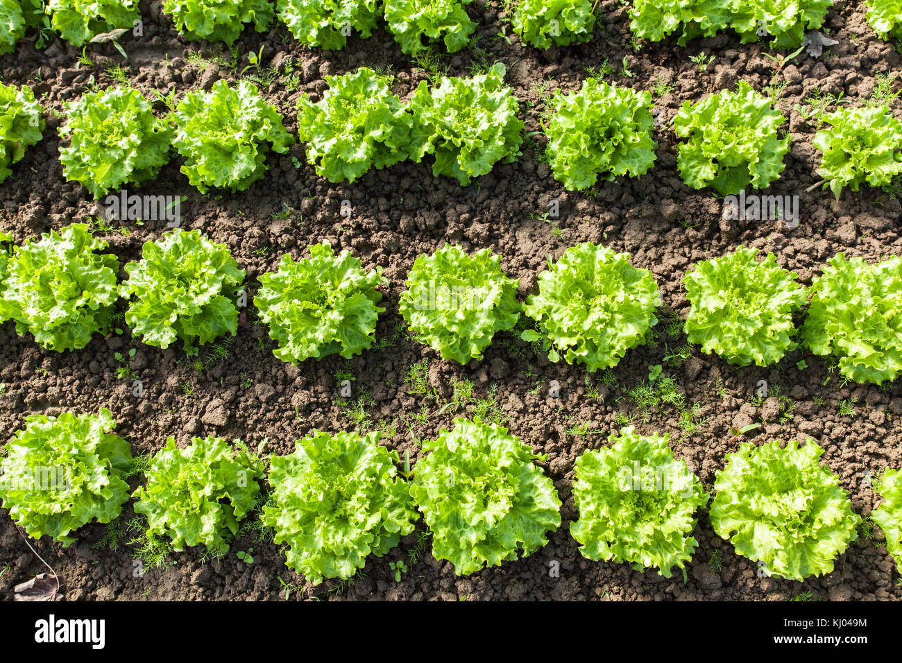 culture of organic salad in greenhouses Stock Photo