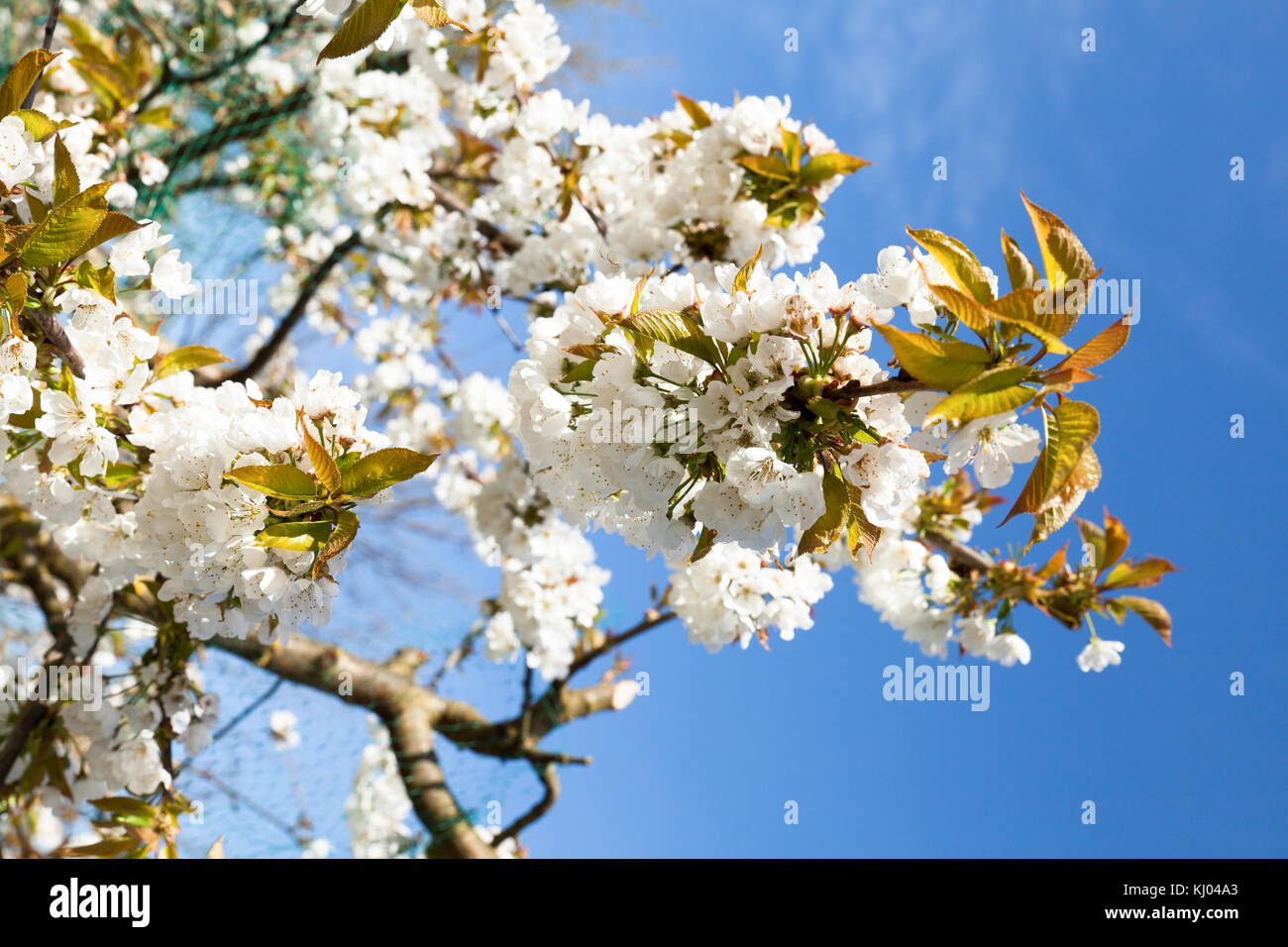 flowering cherry branch on a blue sky Stock Photo - Alamy
