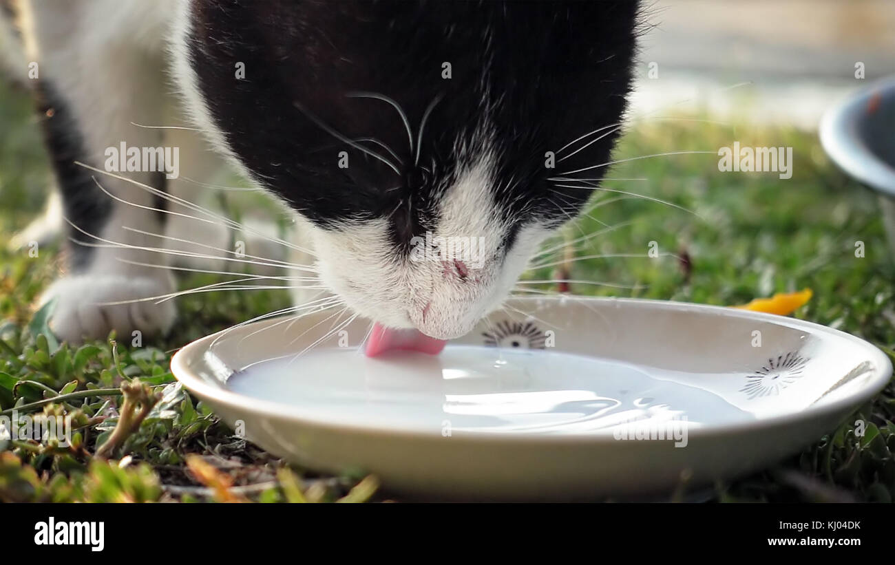 Cat is drinking milk from cat bowl Stock Photo Alamy