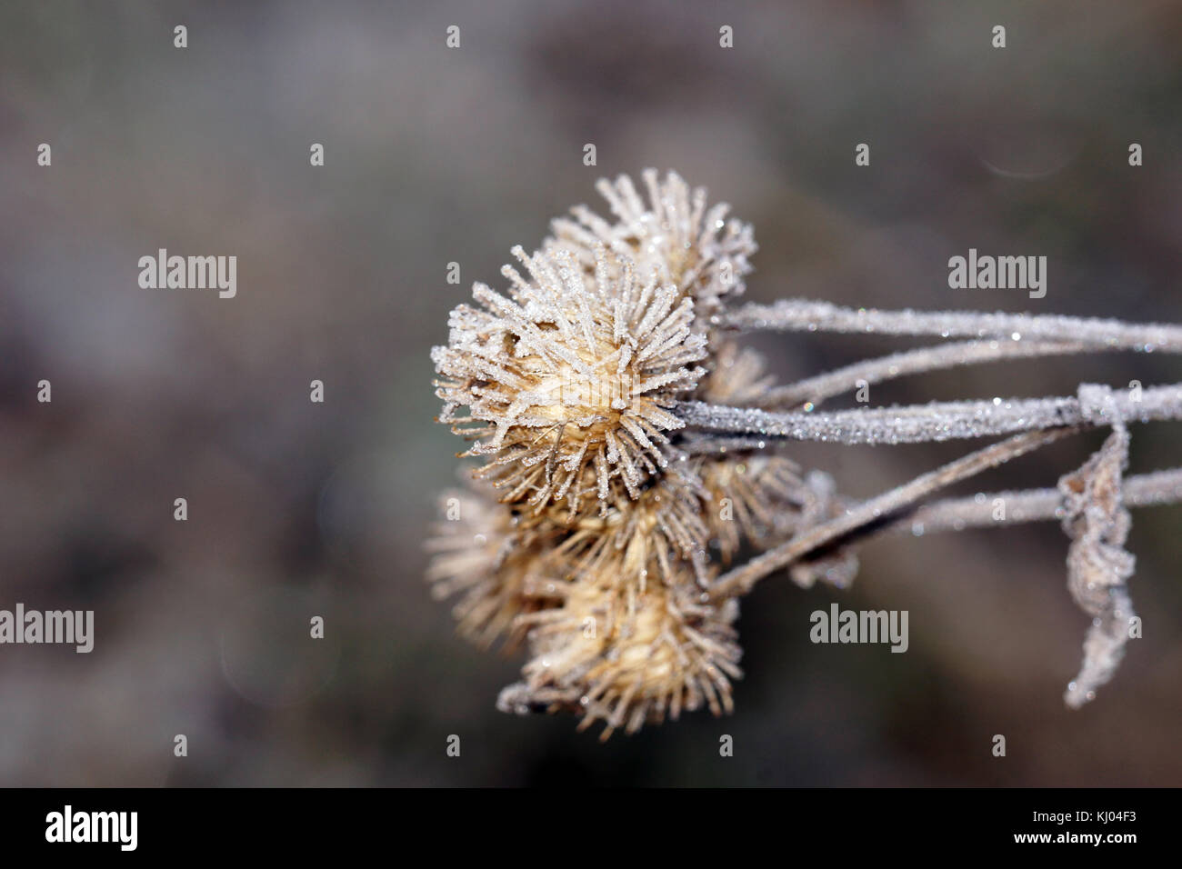 Meadow grass in frost Stock Photo