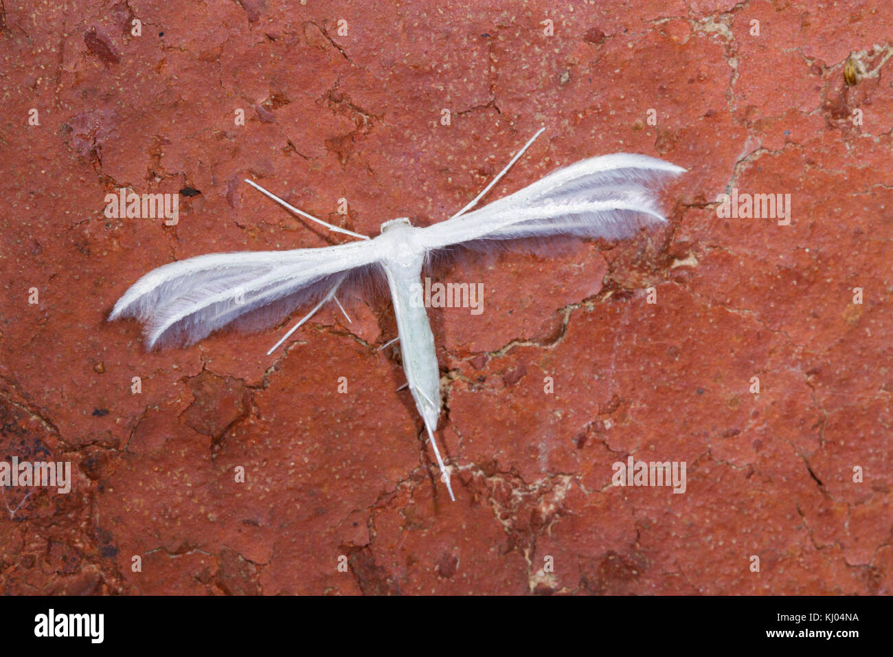 White Plume Moth (Pterophorus pentadactyla) adult resting on brick. Powys, Wales. July. Stock Photo