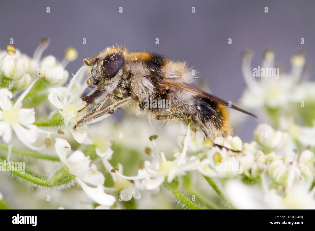 Hoverfly Cheilosia illustrata adult female feeding on Hogweed (Heracleum sphondylium) flowers. Powys, Wales. July. Stock Photo