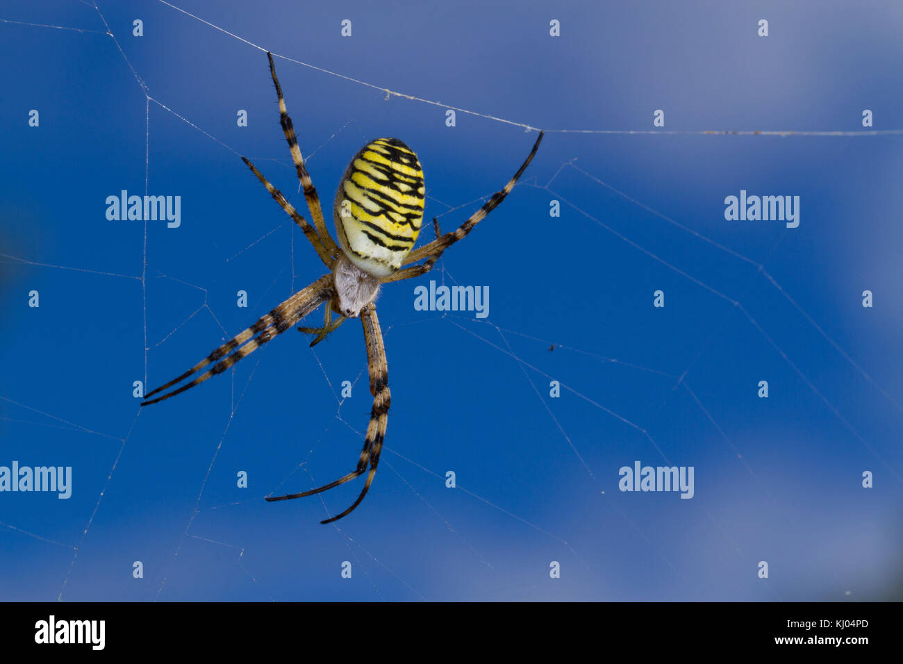 Wasp Spider (Argiope bruennichi) adult female on her web. Sussex, England. August. Stock Photo