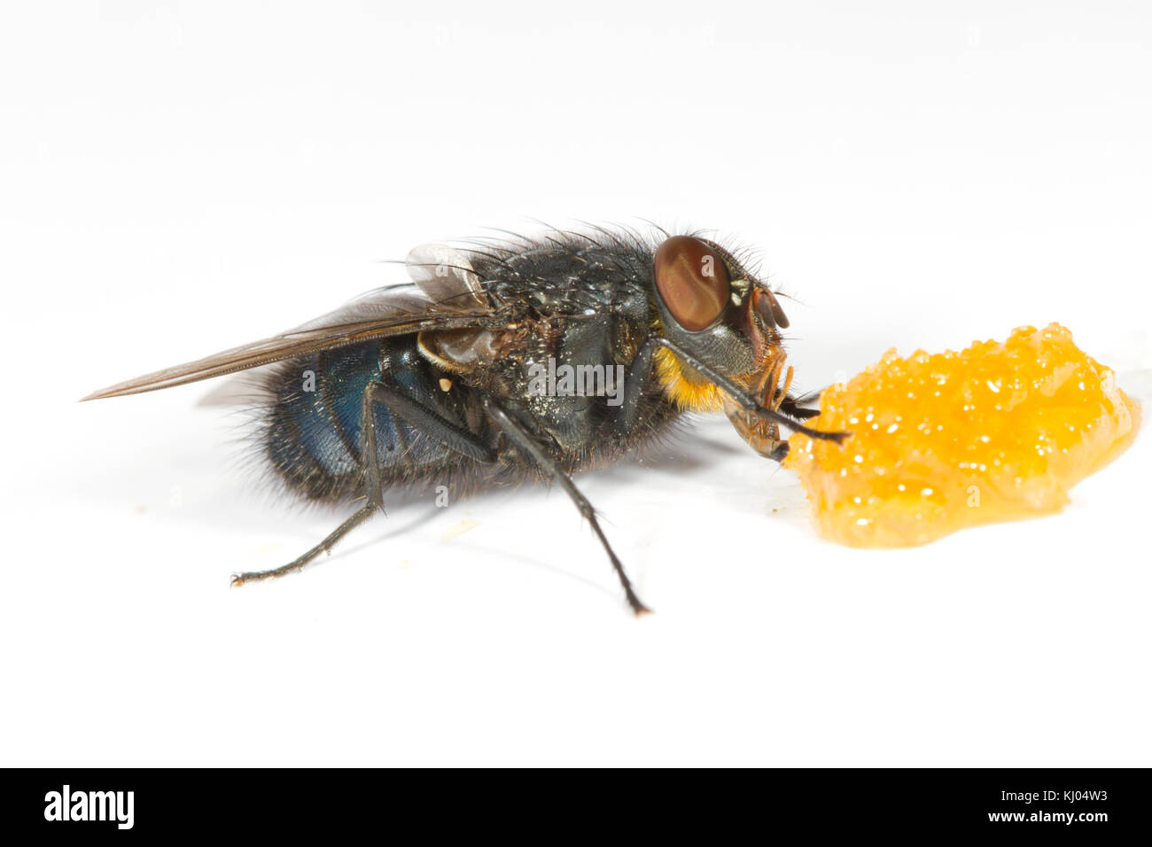 Blowfly or Bluebottle (Calliphora vomitoria) adult female feeding on honey on a white background. Powys, Wales. August. Stock Photo