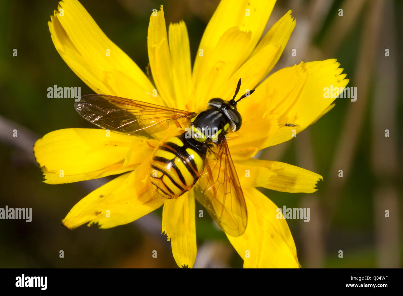 Hoverfly (Chrysotoxum arcuatum) adult female feeding in a hawkbit flower. Powys, Wales. August. Stock Photo