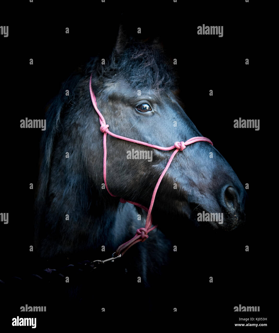 Black horse head hi-res stock photography and images - Alamy